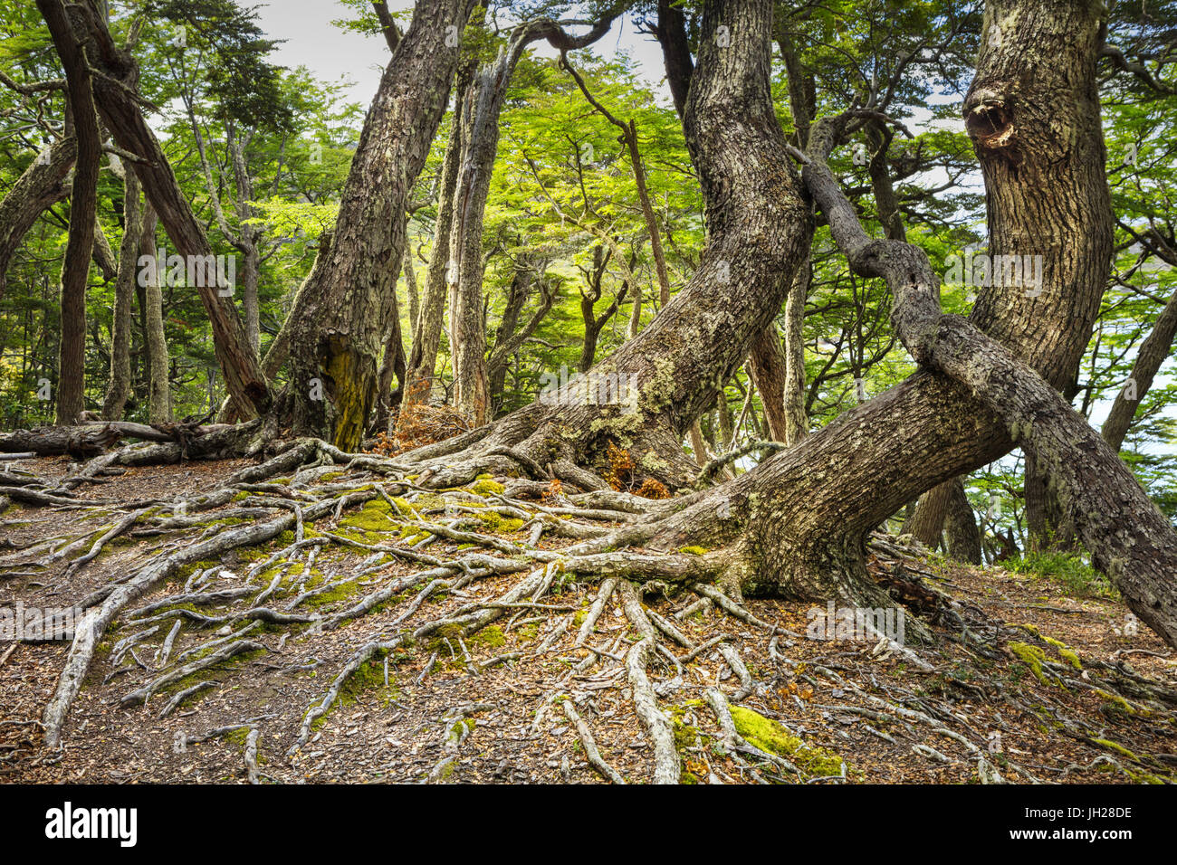 Southern faggi in Andean-Patagonian (foresta sub antartiche) in Tierra del Fuego National Park, Argentina Foto Stock