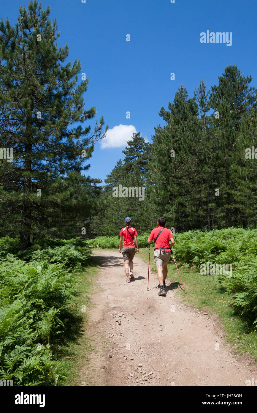 Gli escursionisti proseguire sul sentiero nel verde dei boschi di Col de Bavella (Colle di Bavella), Solenzara Corsica del Sud della Francia e d'Europa Foto Stock