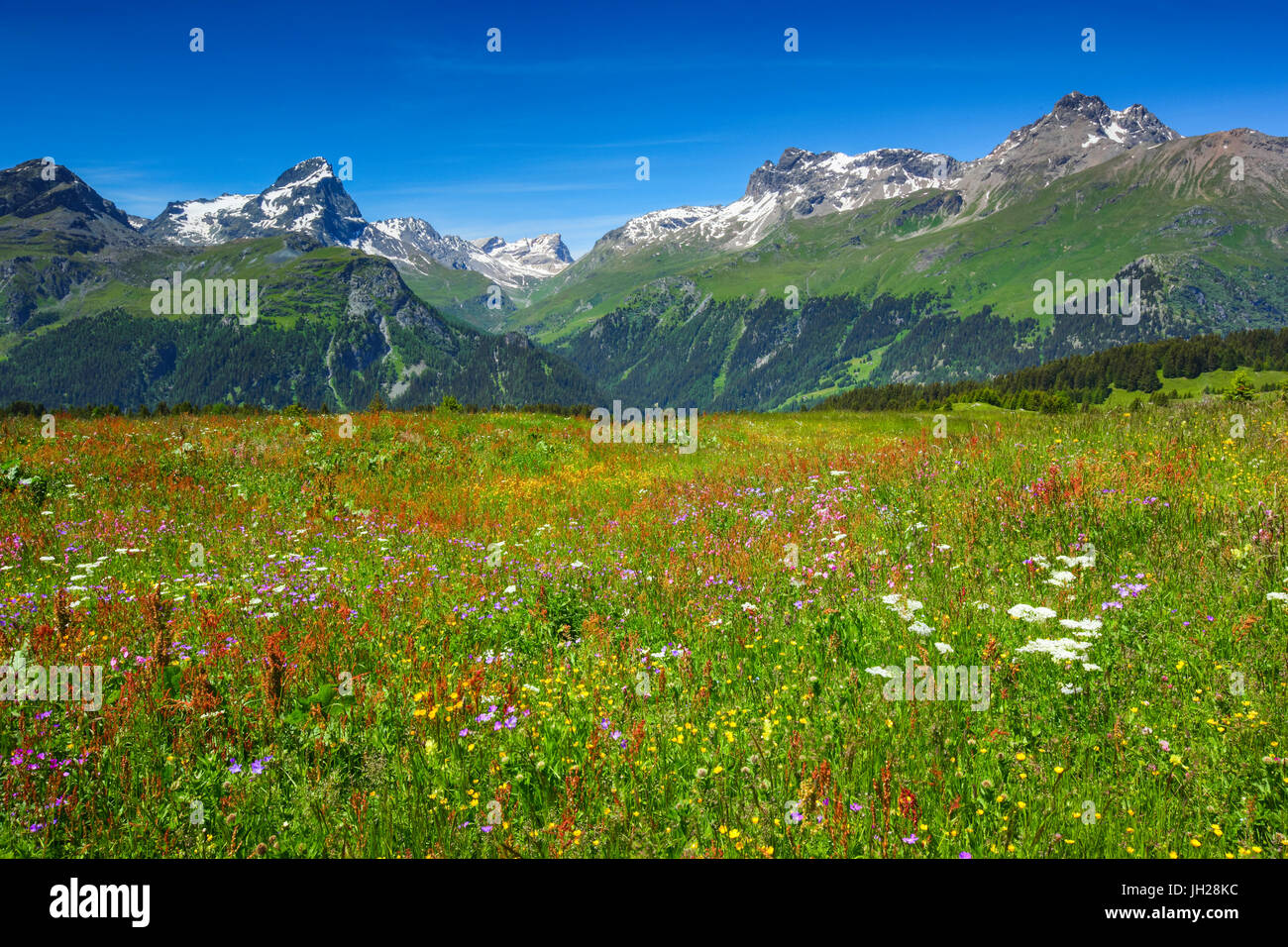 Alp Flix, alpi svizzere, Svizzera, Europa Foto Stock