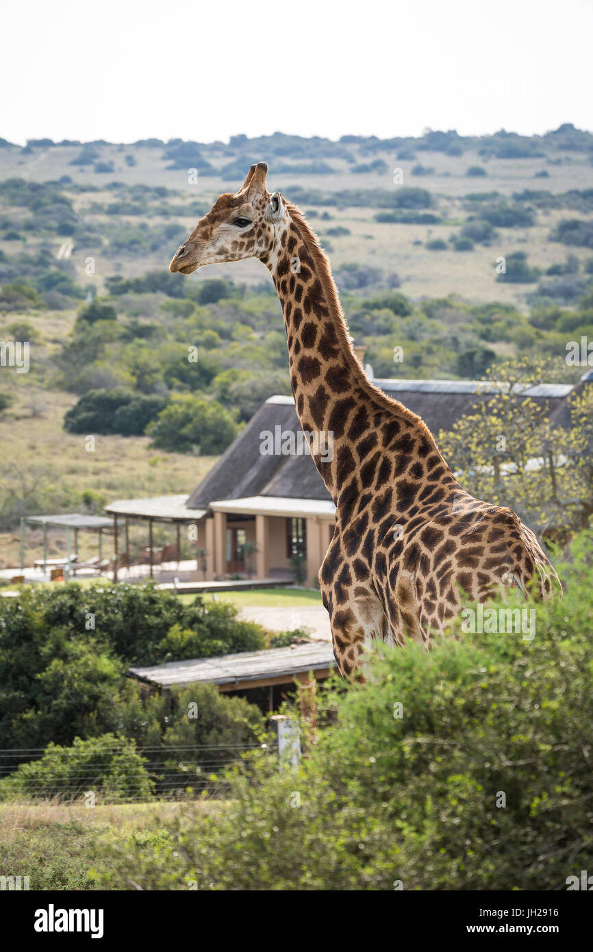 Una giraffa passeggiate da un game lodge in Amakhala Game Reserve sul Capo orientale, Sud Africa e Africa Foto Stock