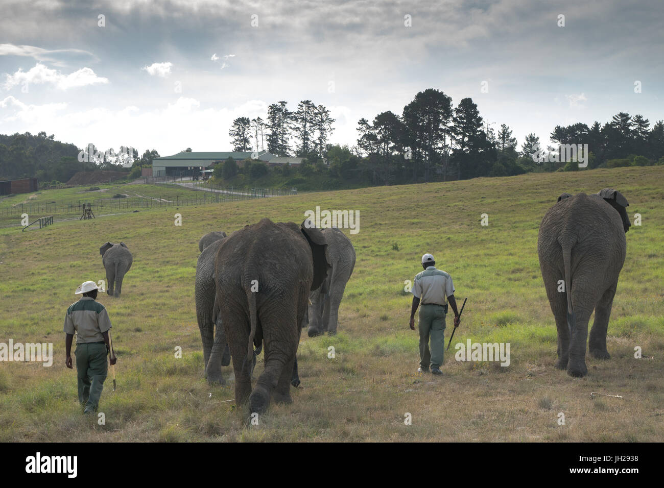 Gli elefanti essendo portato a casa da parte degli allevatori nella luce della sera, a Kynsna Elephant Park, Knysna, Sud Africa e Africa Foto Stock