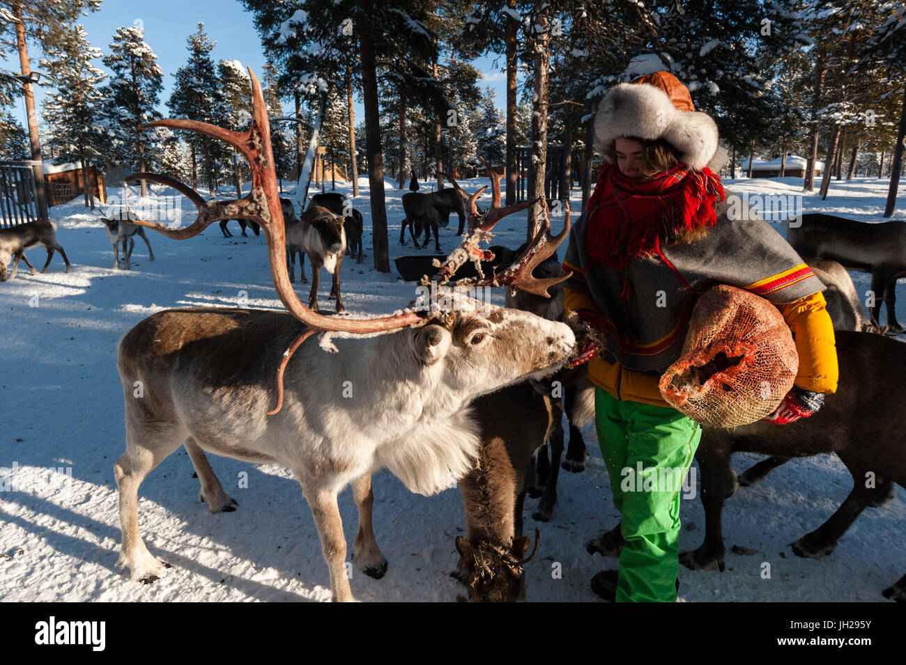 Una giovane donna Sami alimentando le renne, Nutti Sami village, Jukkasjarvi, Svezia, Scandinavia, Europa Foto Stock