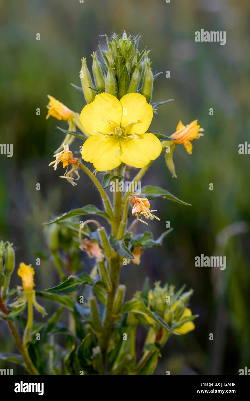 Aprire il giallo Oenothera biennis fiore, noto anche come comuni sera-primrose, olio di Evening Primerose, la sera e la stella caduta di sun. I fiori aperti alla sera Foto Stock