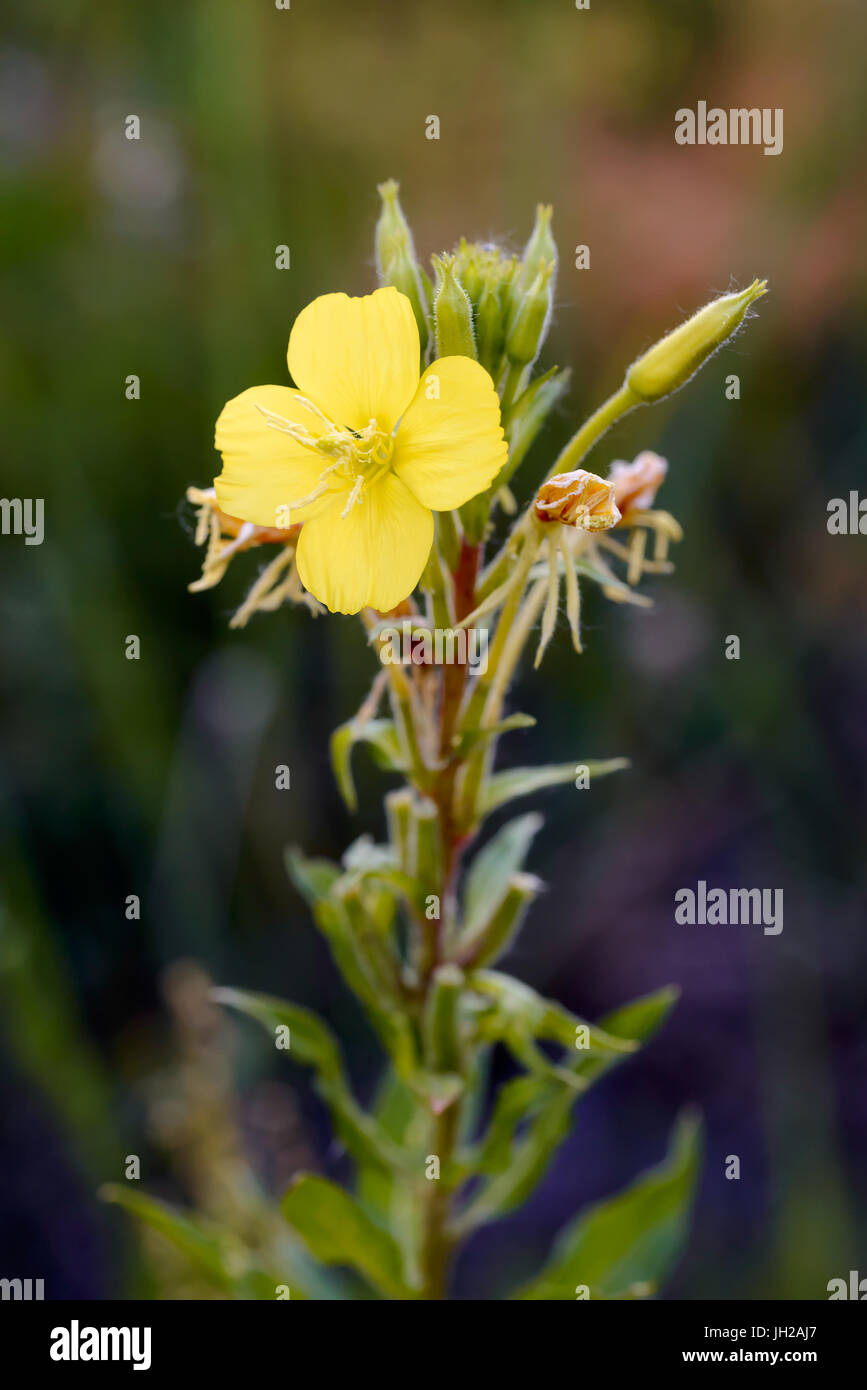Aprire il giallo Oenothera biennis fiore, noto anche come comuni sera-primrose, olio di Evening Primerose, la sera e la stella caduta di sun. I fiori aperti alla sera Foto Stock