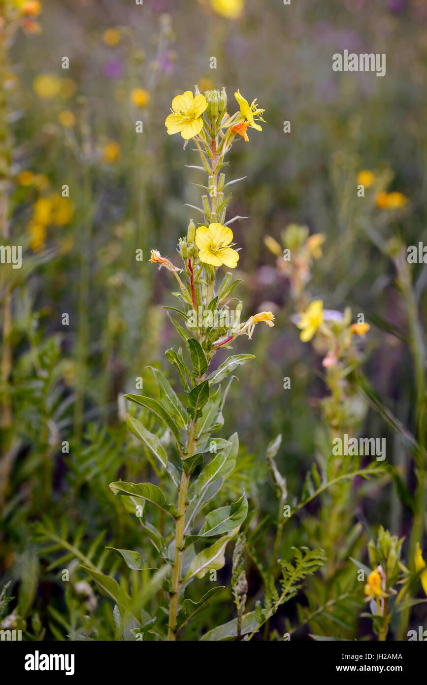 Aprire il giallo Oenothera biennis fiore, noto anche come comuni sera-primrose, olio di Evening Primerose, la sera e la stella caduta di sun. I fiori aperti alla sera Foto Stock