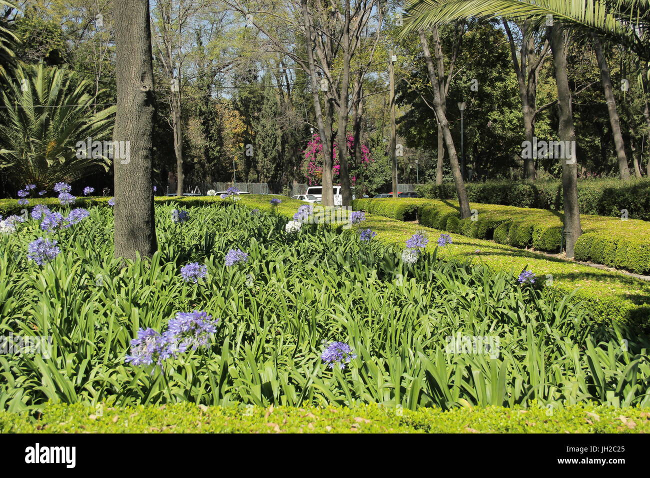 Vegetazione tropicale con Campanulatus del Agapanthus nel Parco Chapultepec in Città del Messico. Foto Stock