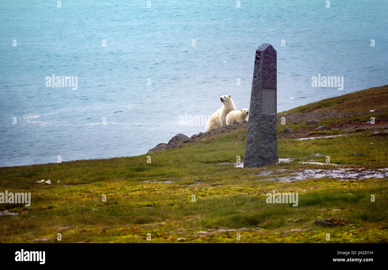 Gli orsi polari su Franz Josef Land. Femmina con cub guardando fotografo da dietro un monumento alla spedizione del Duca degli Abruzzi al polo Nord (1900). Foto Stock