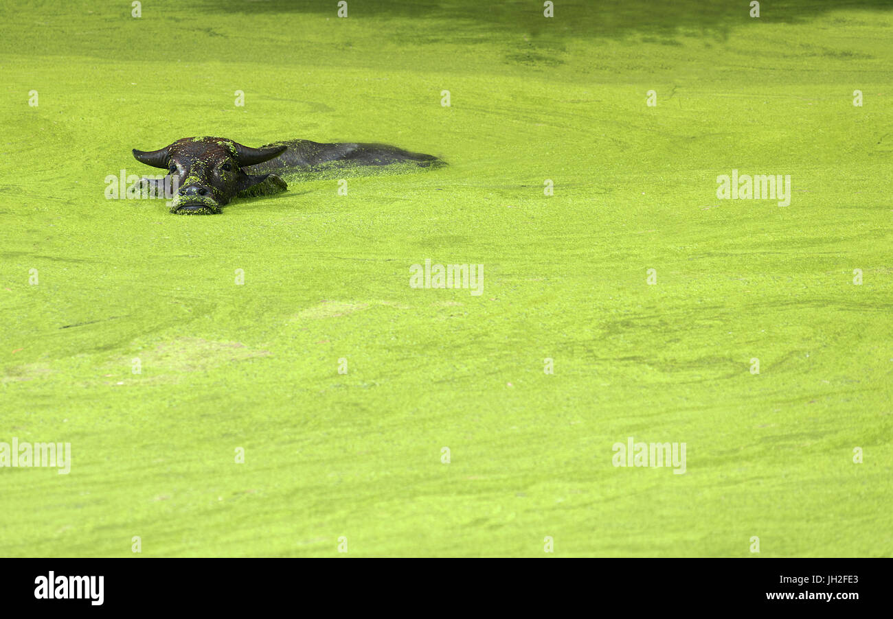 Un asiatico acqua di balneazione Buffalo immerso in un verde brillante ricoperto di alghe pond guardando la telecamera. Foto Stock