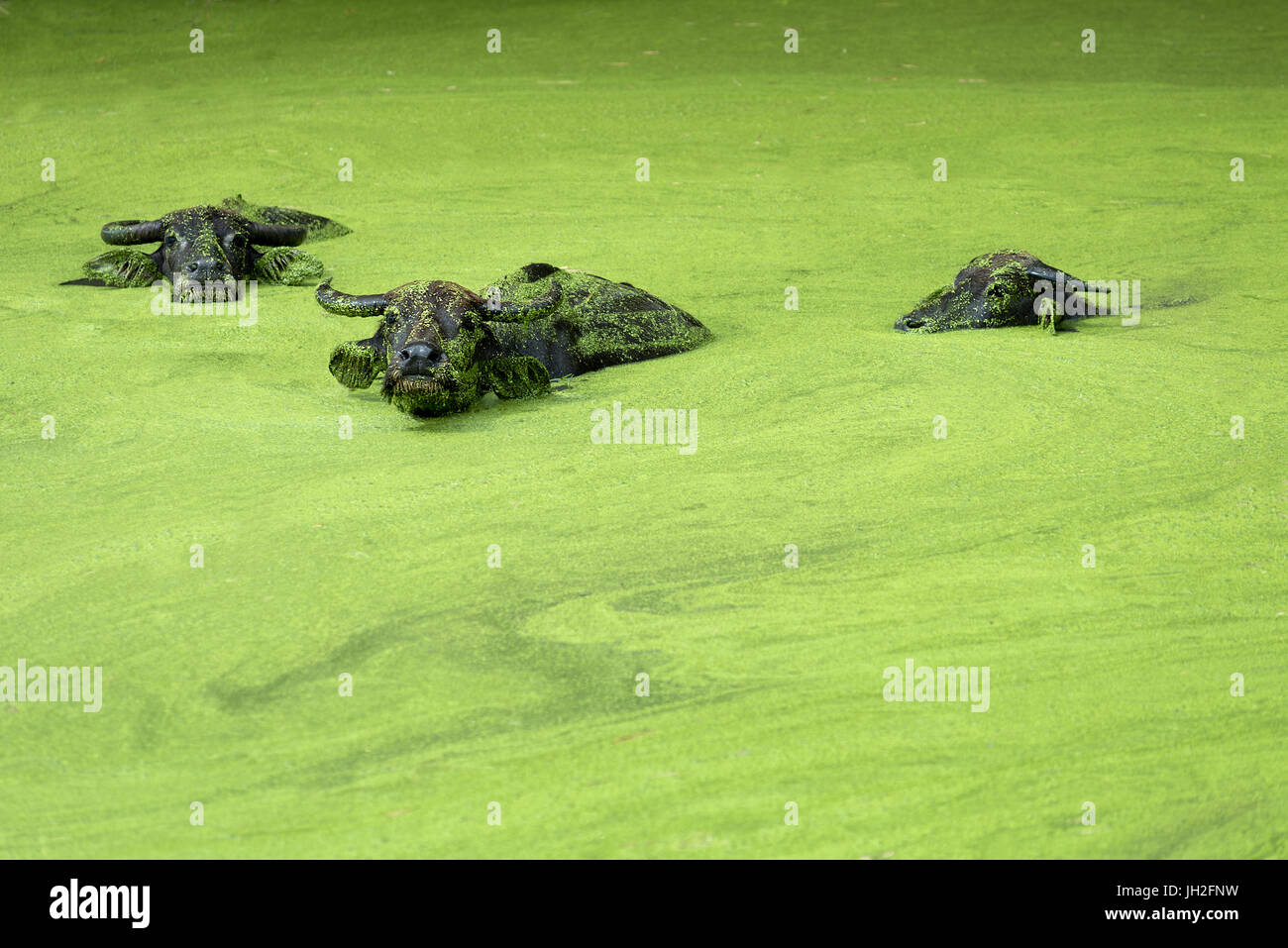 Un sentito di asian acqua di balneazione buffalo immerso in un verde brillante ricoperto di alghe pond guardando la telecamera. Foto Stock