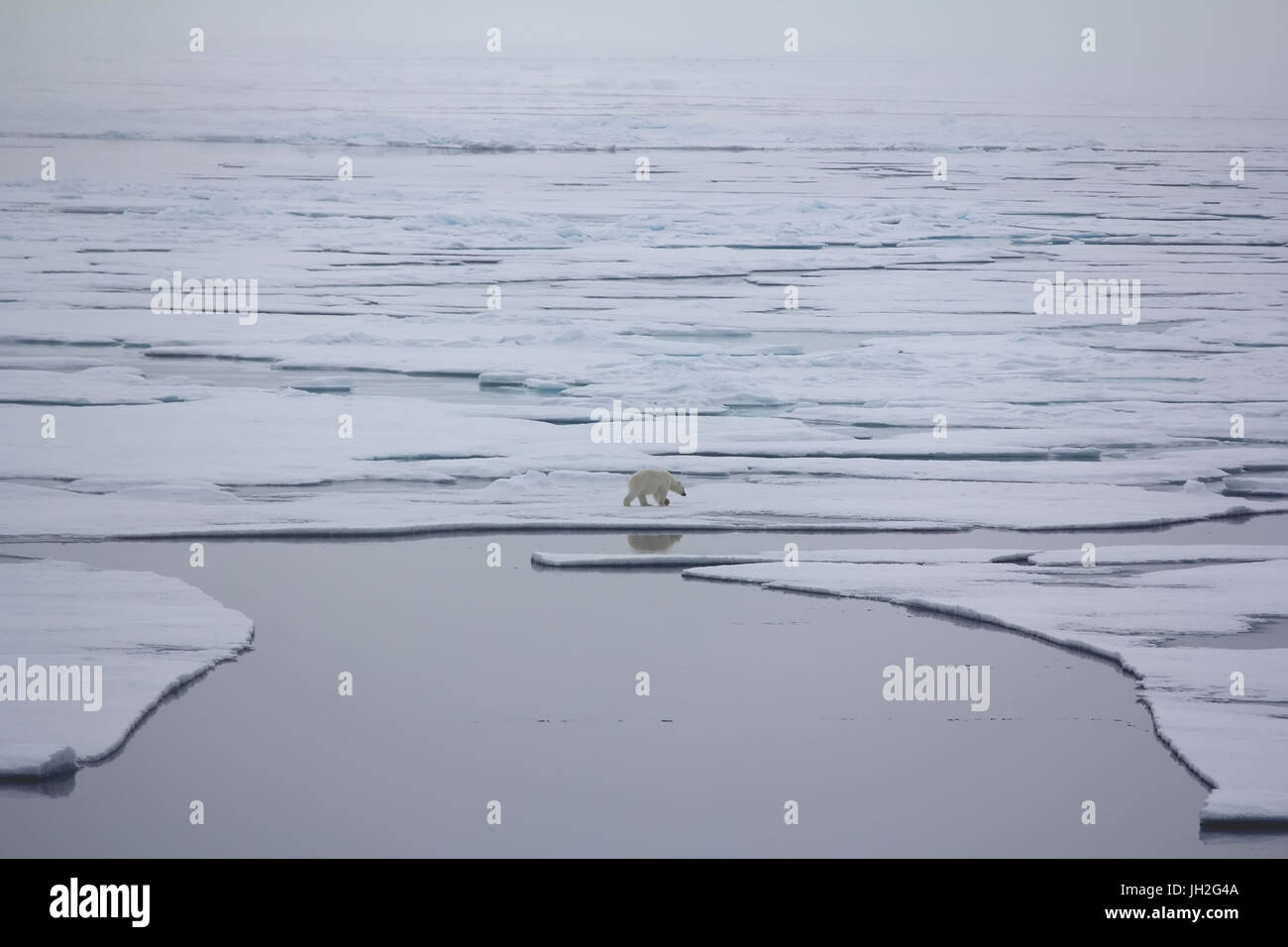Orso polare vicino al Polo Nord. Bear va in distese di Oceano Artico Foto Stock
