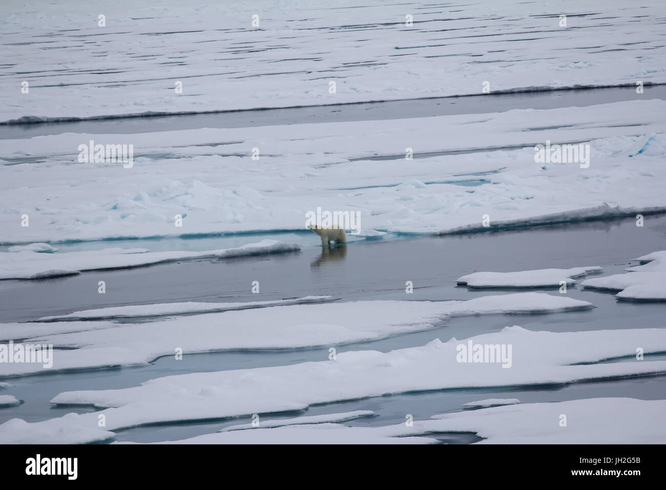 Orso polare vicino al Polo Nord. Bear va in distese di Oceano Artico Foto Stock