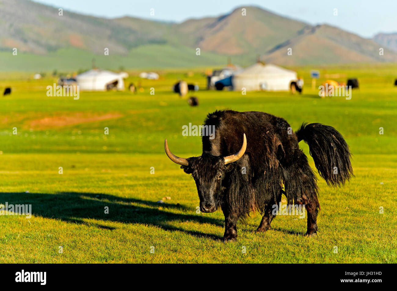 Yak nero (Bos mutus), Orkhon Valley, Mongolia Foto Stock