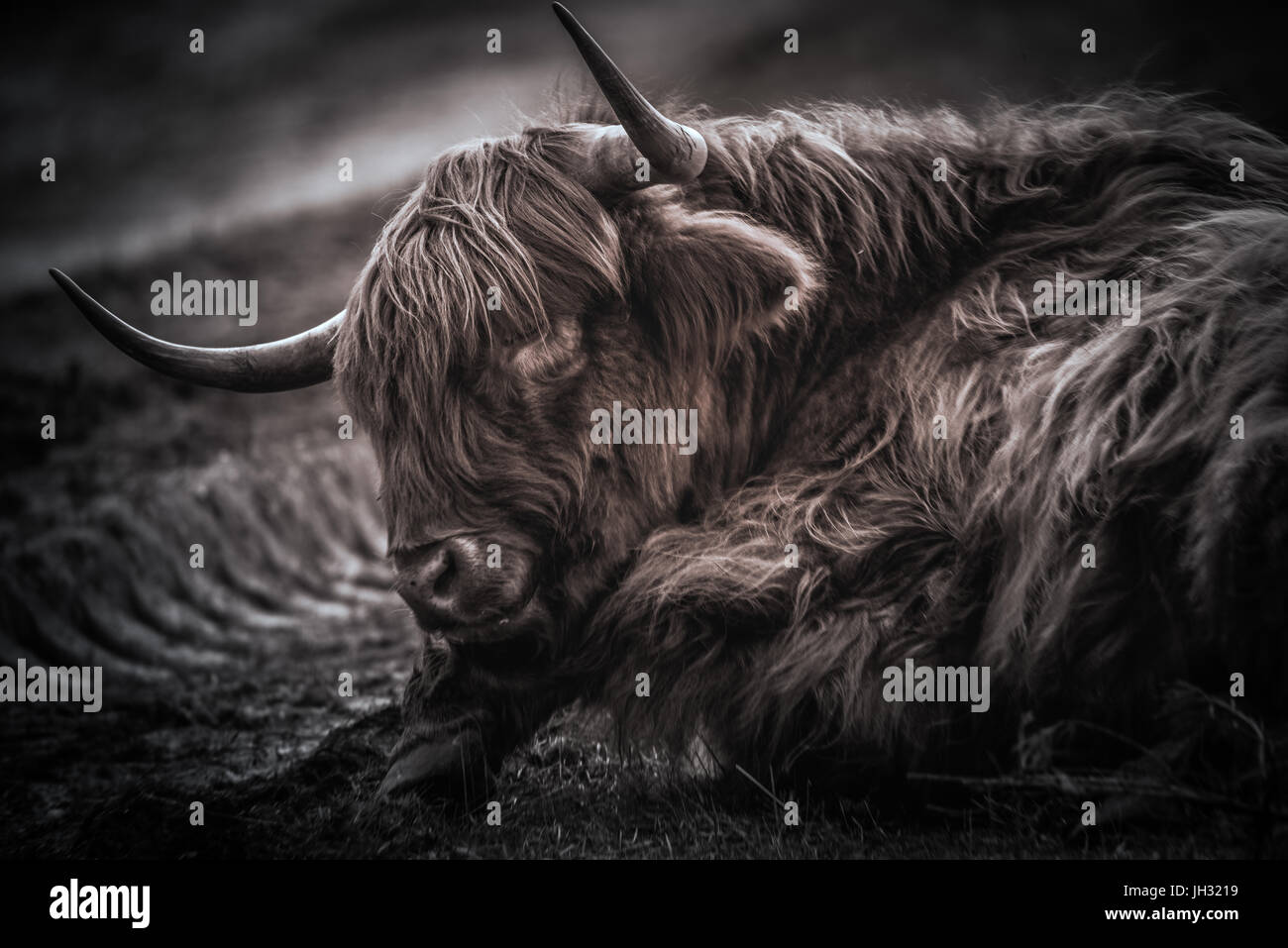 Maschio di Highland mucca dormiente. Un grosso marrone scuro highland mucca è prevista sul terreno nel trattore solchi avente un sonno. Foto Stock