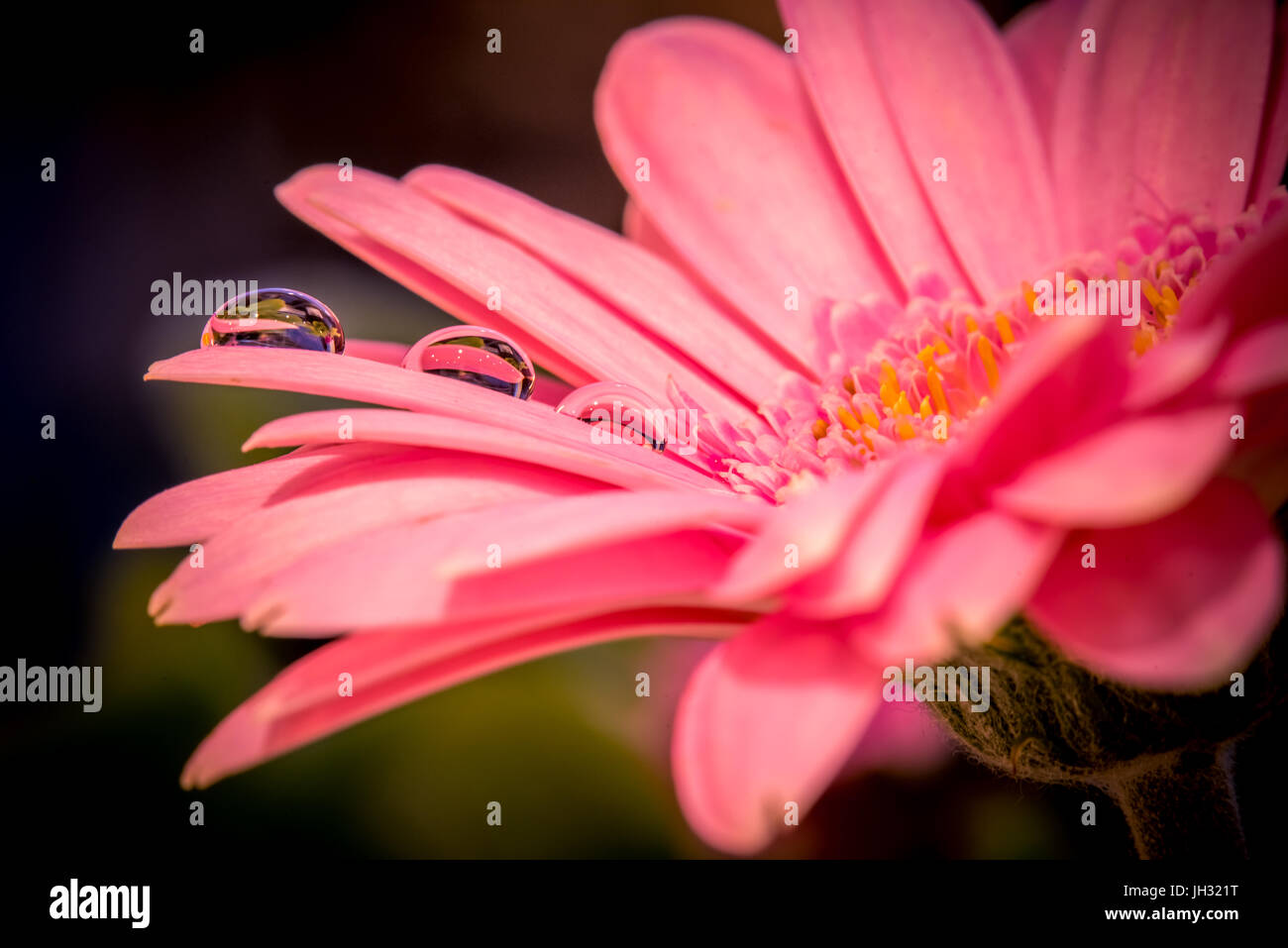 Una pink gerbera fiore con un centro giallo ha tre goccioline di acqua su uno dei petali, questo ha un riflesso del fiore capovolto Foto Stock