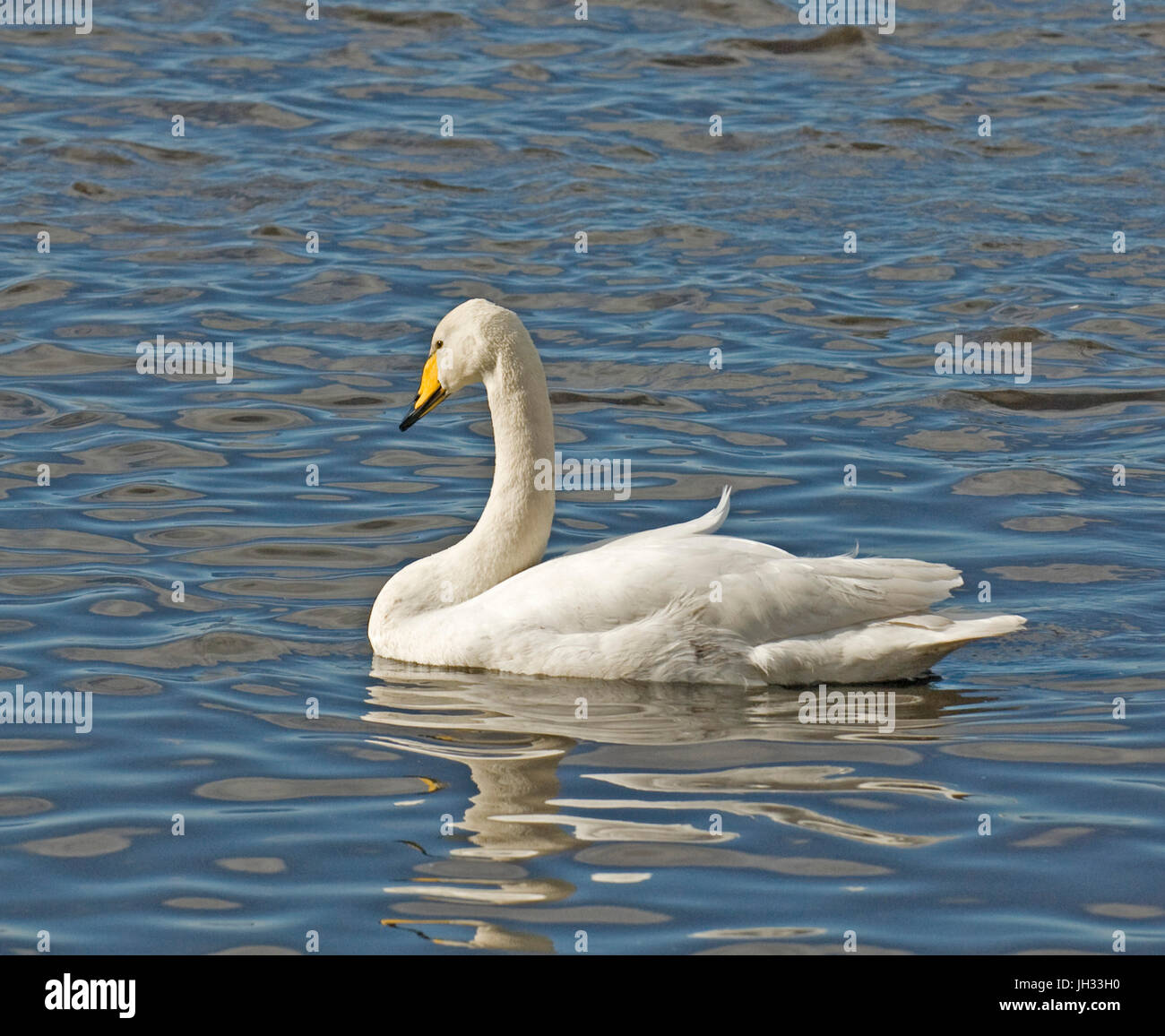Whooper cigni a Martin semplice Foto Stock