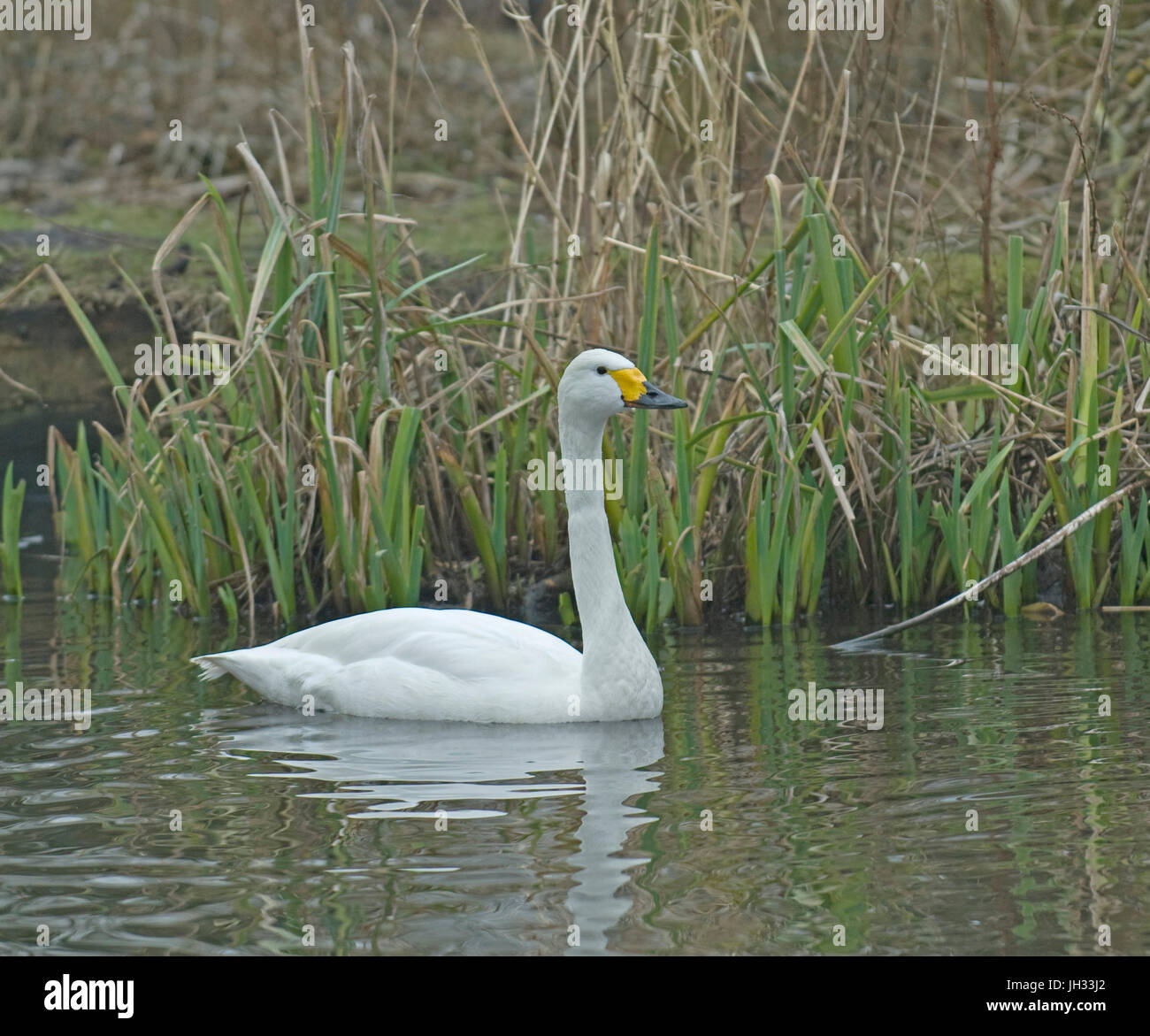 Whooper cigni a Martin semplice Foto Stock