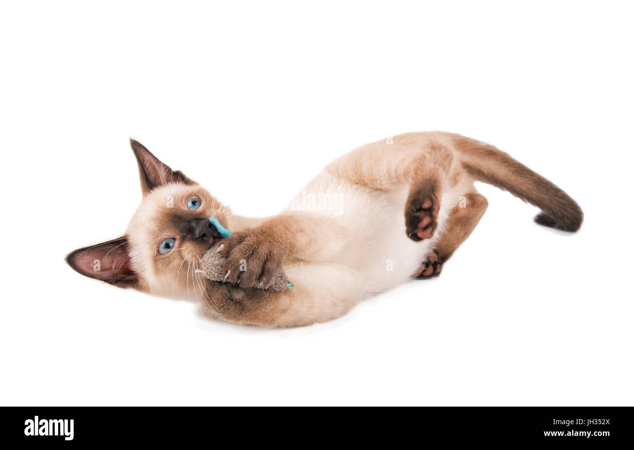 Siamese gattino in azione, giocando con un giocattolo il mouse su sfondo bianco Foto Stock