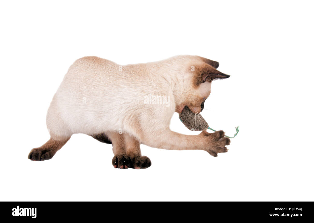 Siamese gattino gioca con un giocattolo mouse, isolato su bianco Foto Stock