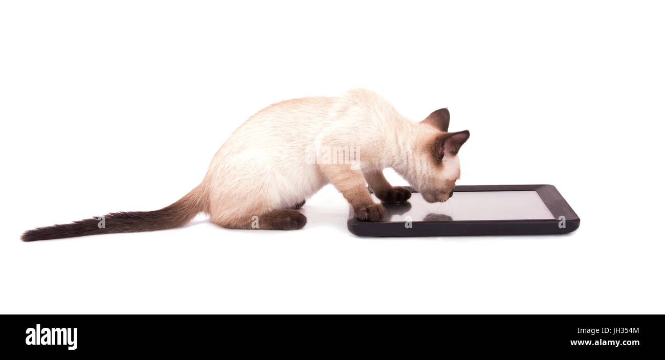 Vista laterale di un siamese Gattino con le sue zampe su un computer tablet, su sfondo bianco Foto Stock