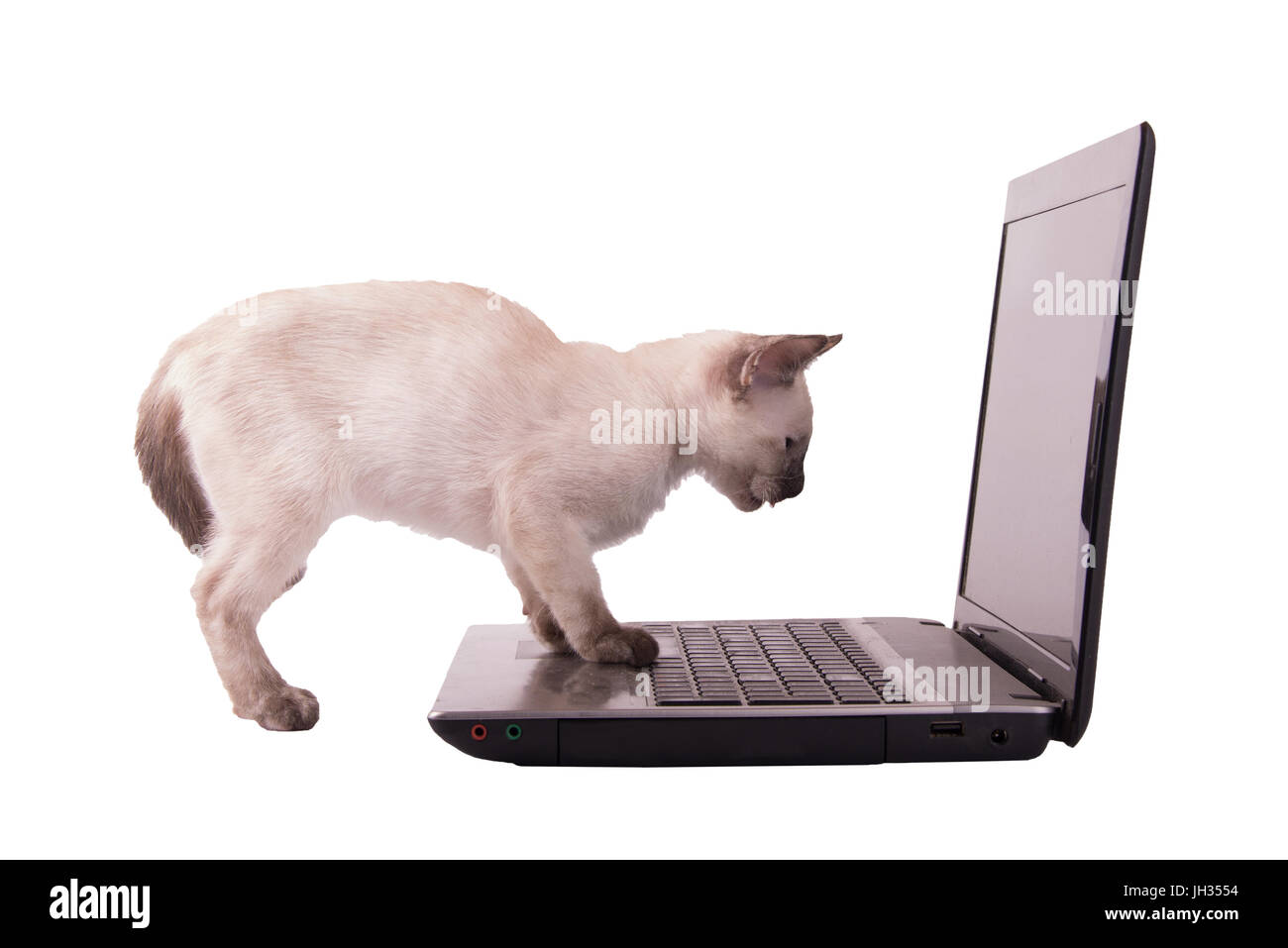 Siamese gattino guardando una schermata di un laptop con le sue zampette sul tappetino, isolato su bianco Foto Stock