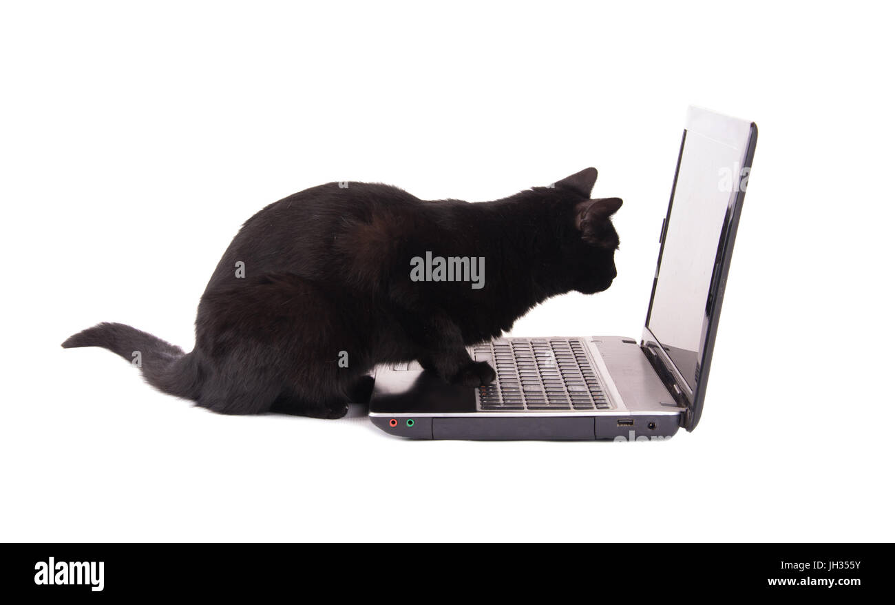 Vista laterale di un gatto nero guardando uno schermo portatile, con le sue zampette sulla tastiera, su sfondo bianco Foto Stock