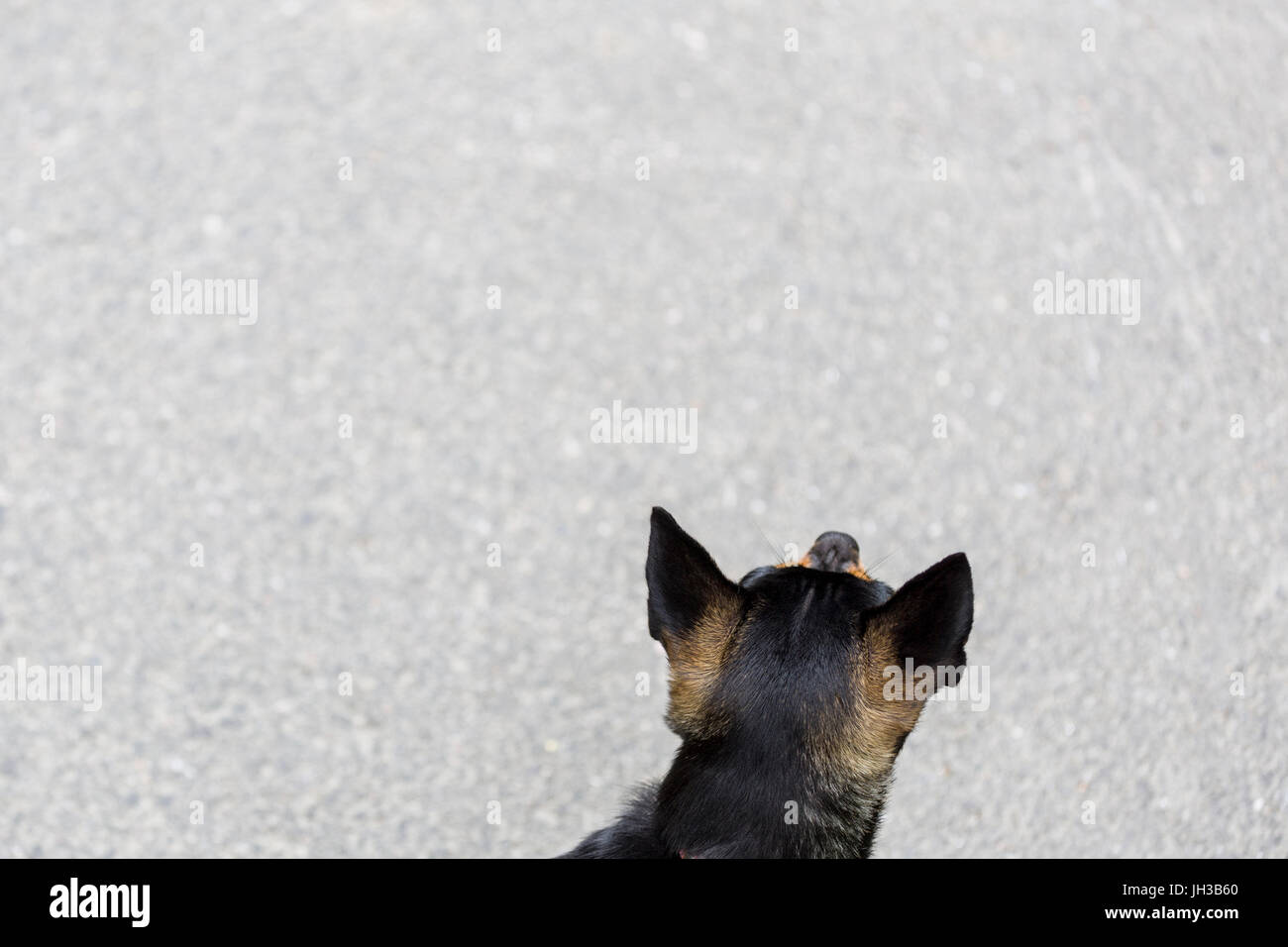 Nero piccolo Chihuahua testa del cane dal di sopra contro lo sfondo di asfalto con copia spazio / spazio negativo disponibile Modello di Rilascio: No. Proprietà di rilascio: No. Foto Stock