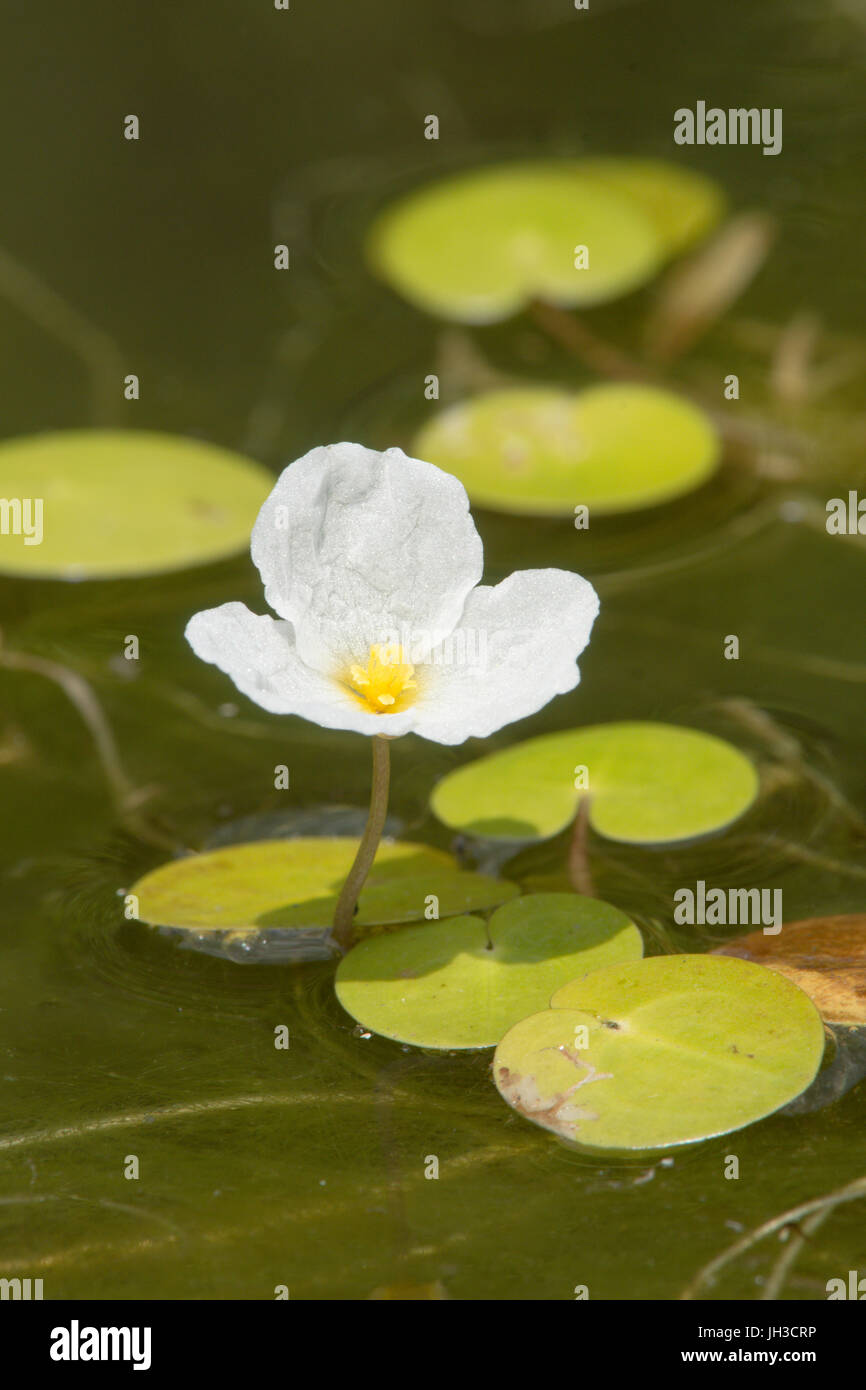 Frogbit, Hydrocharis morsus-ranae. Sussex, Luglio Foto Stock
