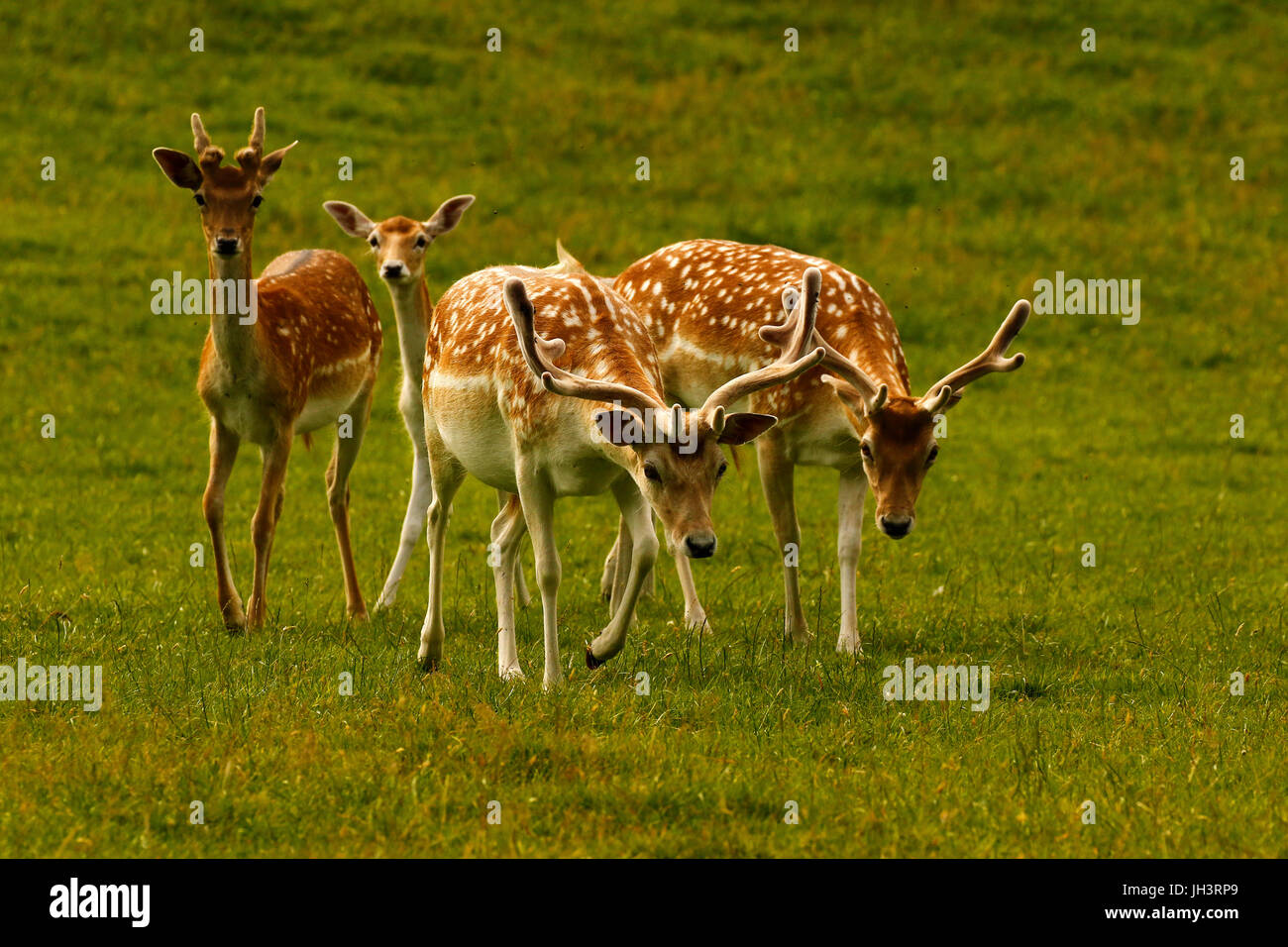 Magnifici esemplari di daini in un parco naturale in estate a macchie cappotti Foto Stock