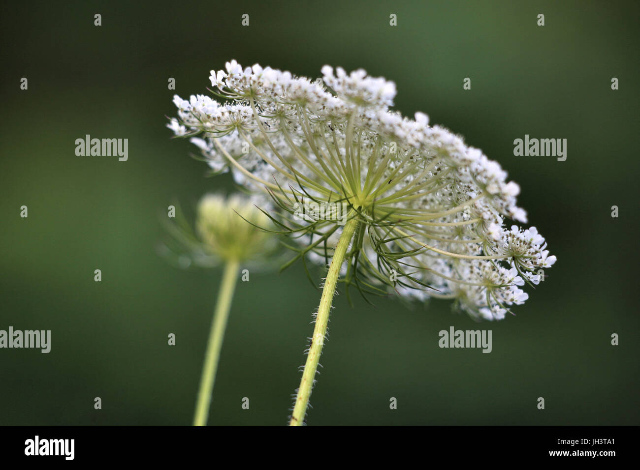 Queen Anne's Pizzi Foto Stock