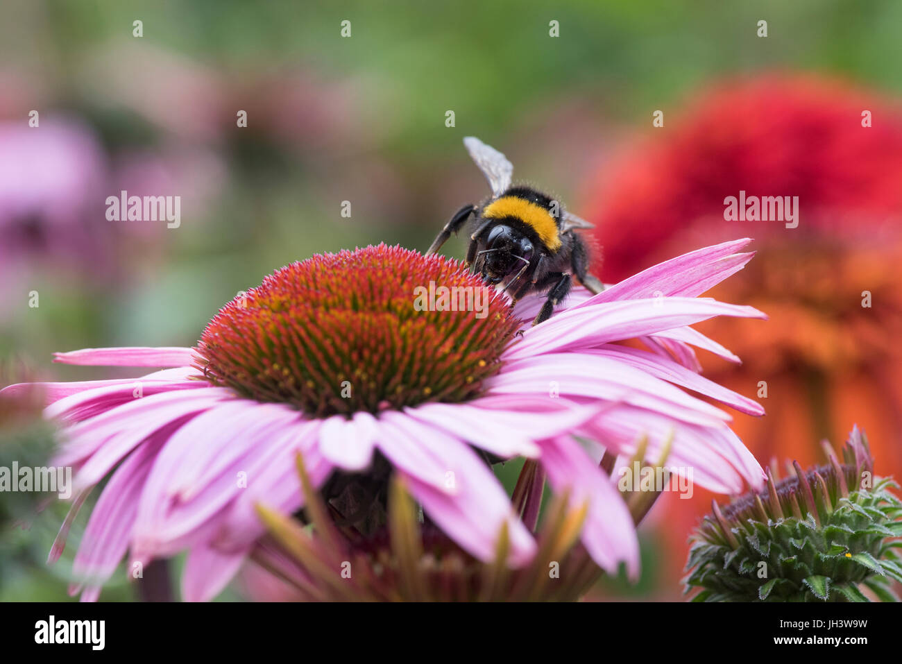Bombus lucorum. White Tailed bumblebee alimentazione su un prodotto a base di echinacea purpurea / Coneflower in un giardino inglese. Regno Unito Foto Stock