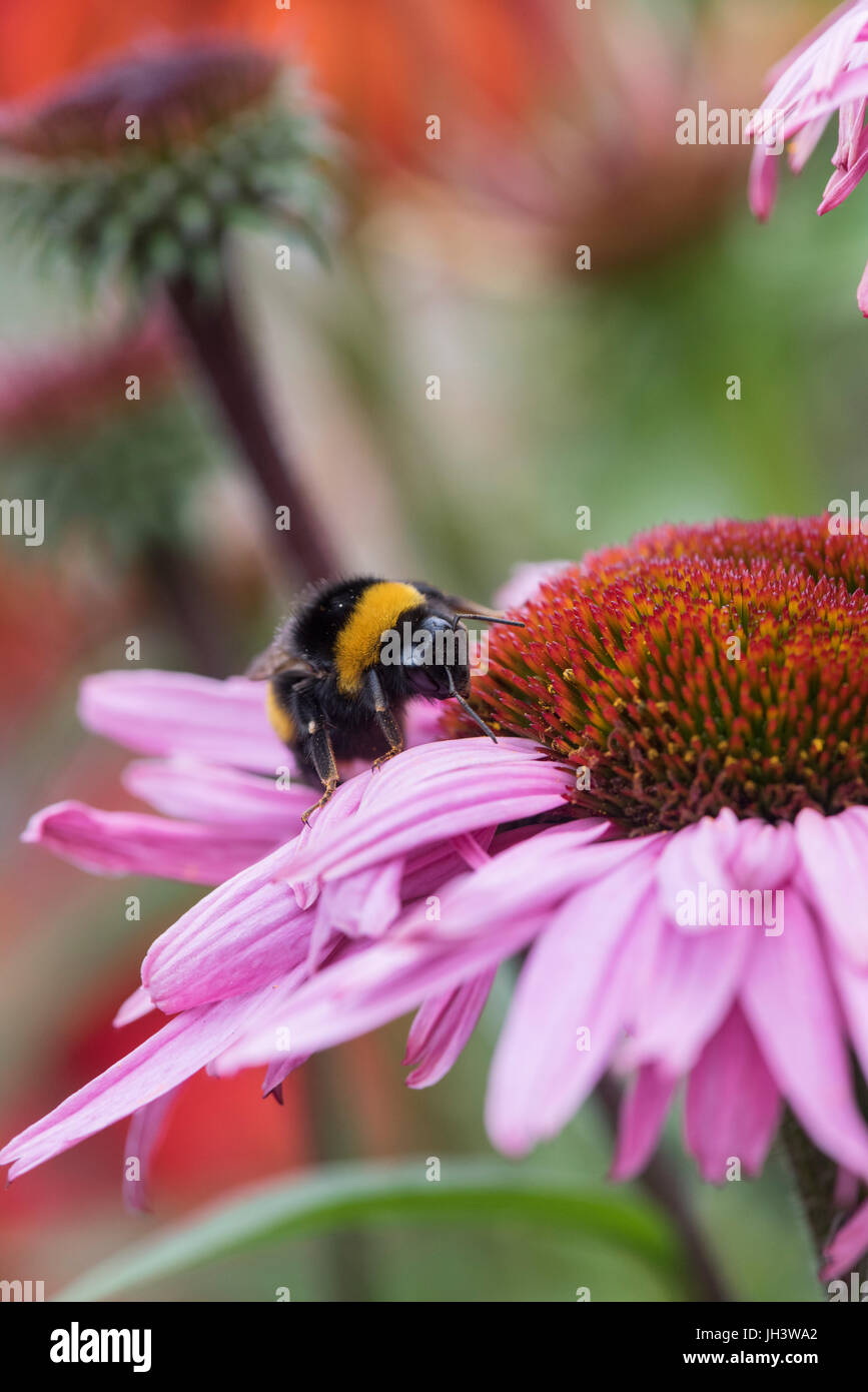 Bombus lucorum. White Tailed bumblebee alimentazione su un prodotto a base di echinacea purpurea / Coneflower in un giardino inglese. Regno Unito Foto Stock