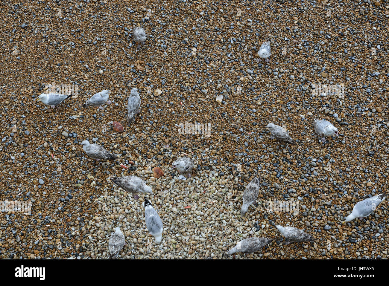 Gabbiani reali alimentazione off scartato welks gusci. Hastings, East Sussex, Inghilterra Foto Stock