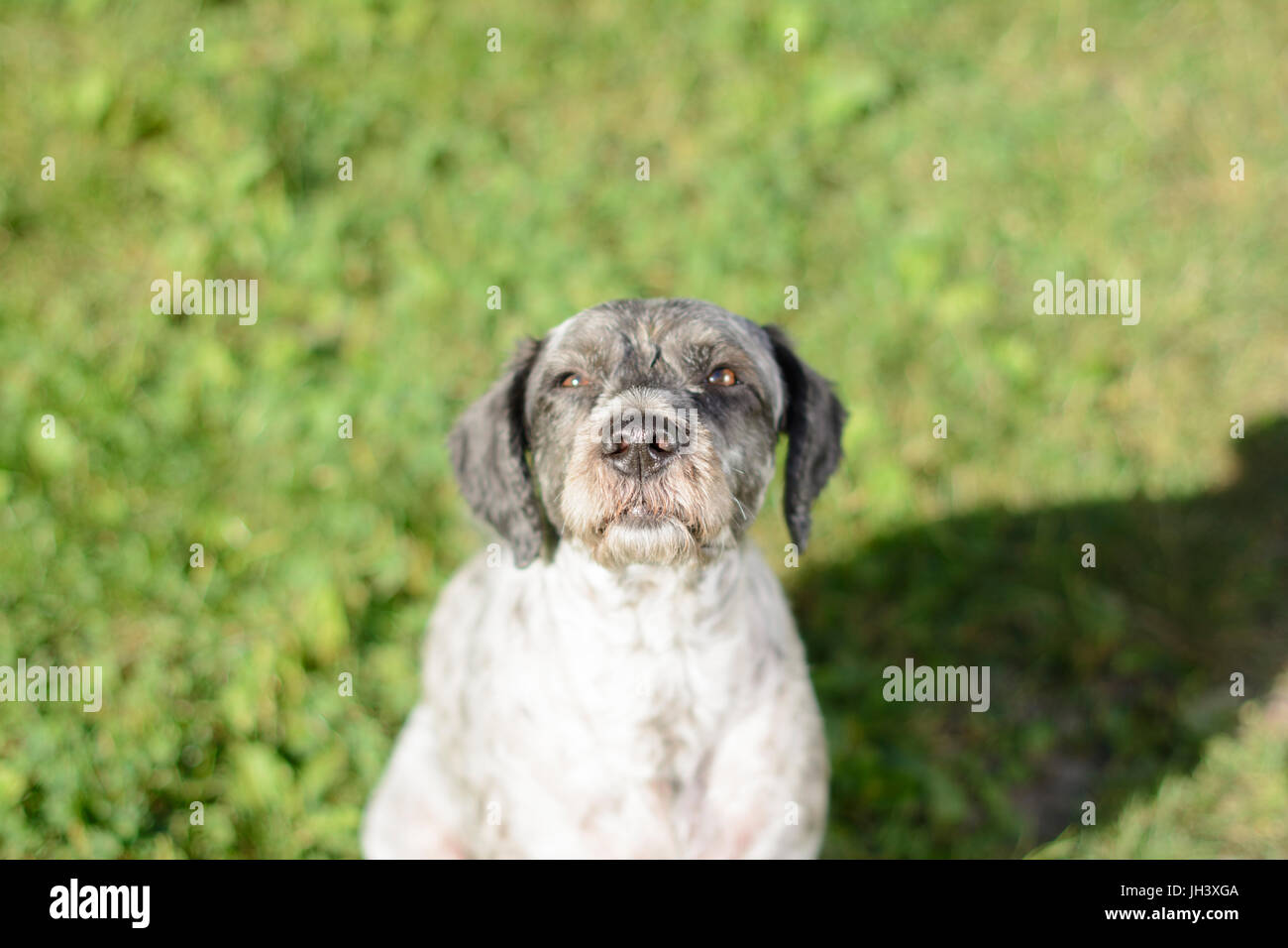 En la faccia di un cane. Messa a fuoco selettiva. Foto Stock