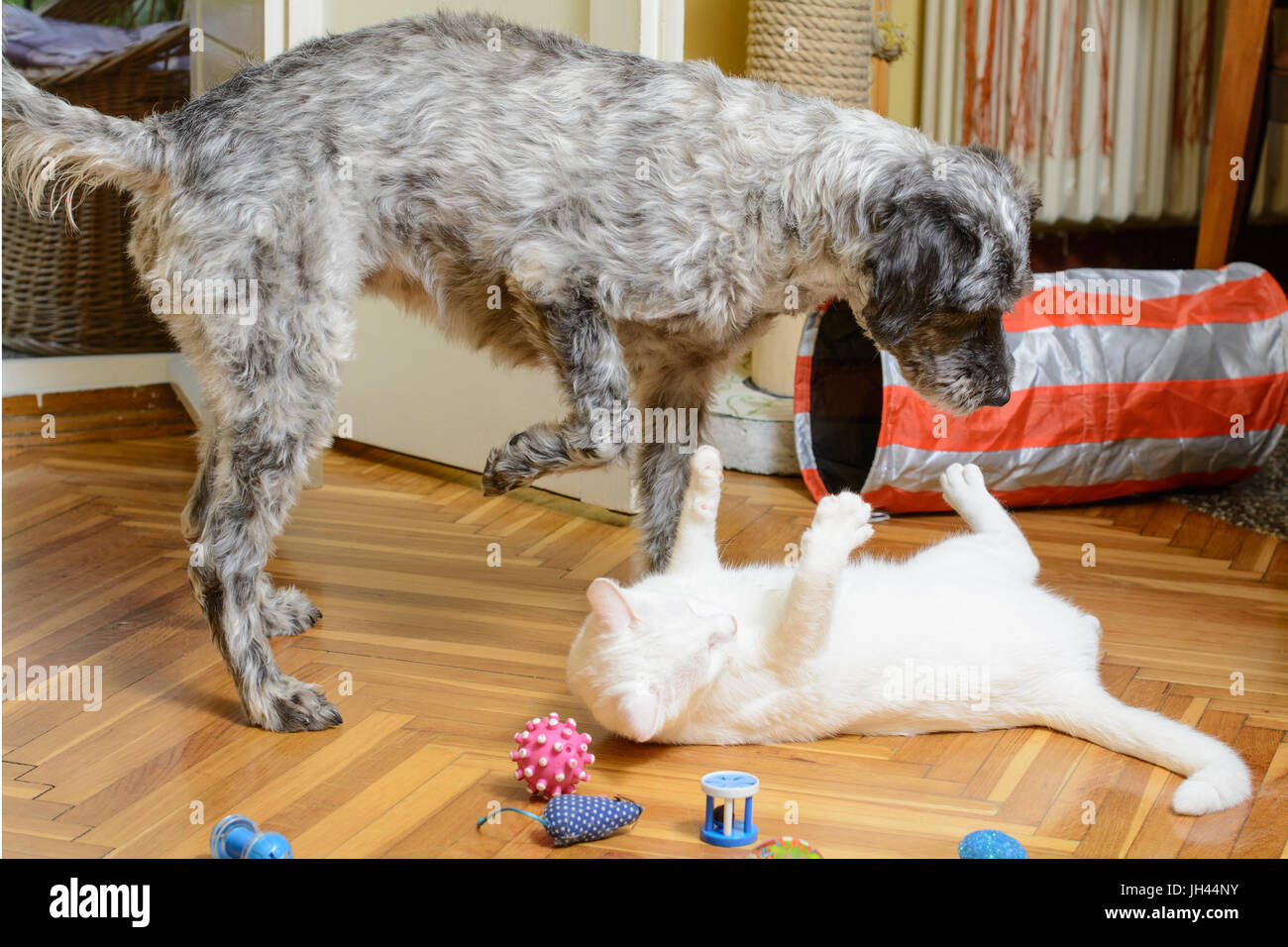 Il cane sta giocando con un gatto bianco. Foto Stock