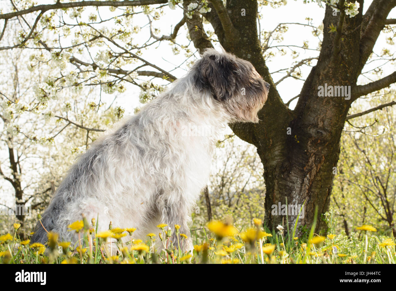 Cane sotto la fioritura dei ciliegi è guardando a distanza. Foto Stock