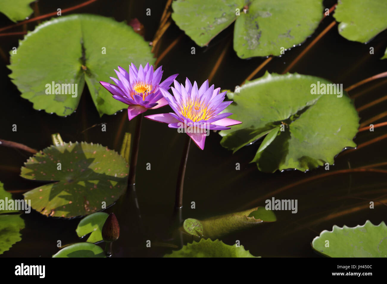 Dambulla Sr Lanka Tempio d'oro fiori di loto Foto Stock