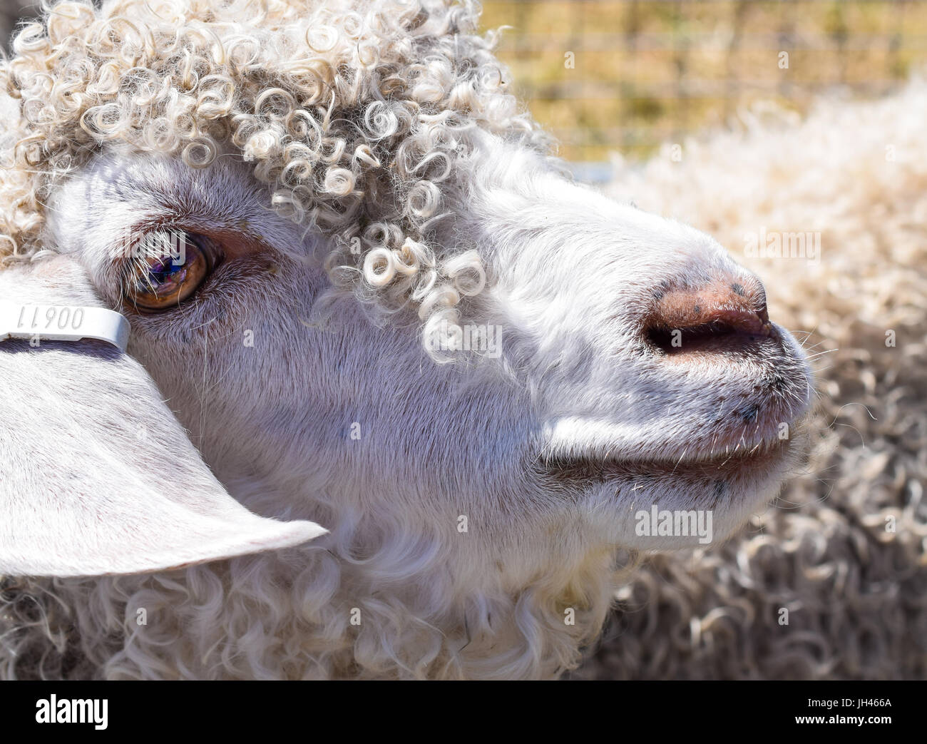 Capre Angora al cibo locale e Drink Festival sull' Isola di Man Foto Stock