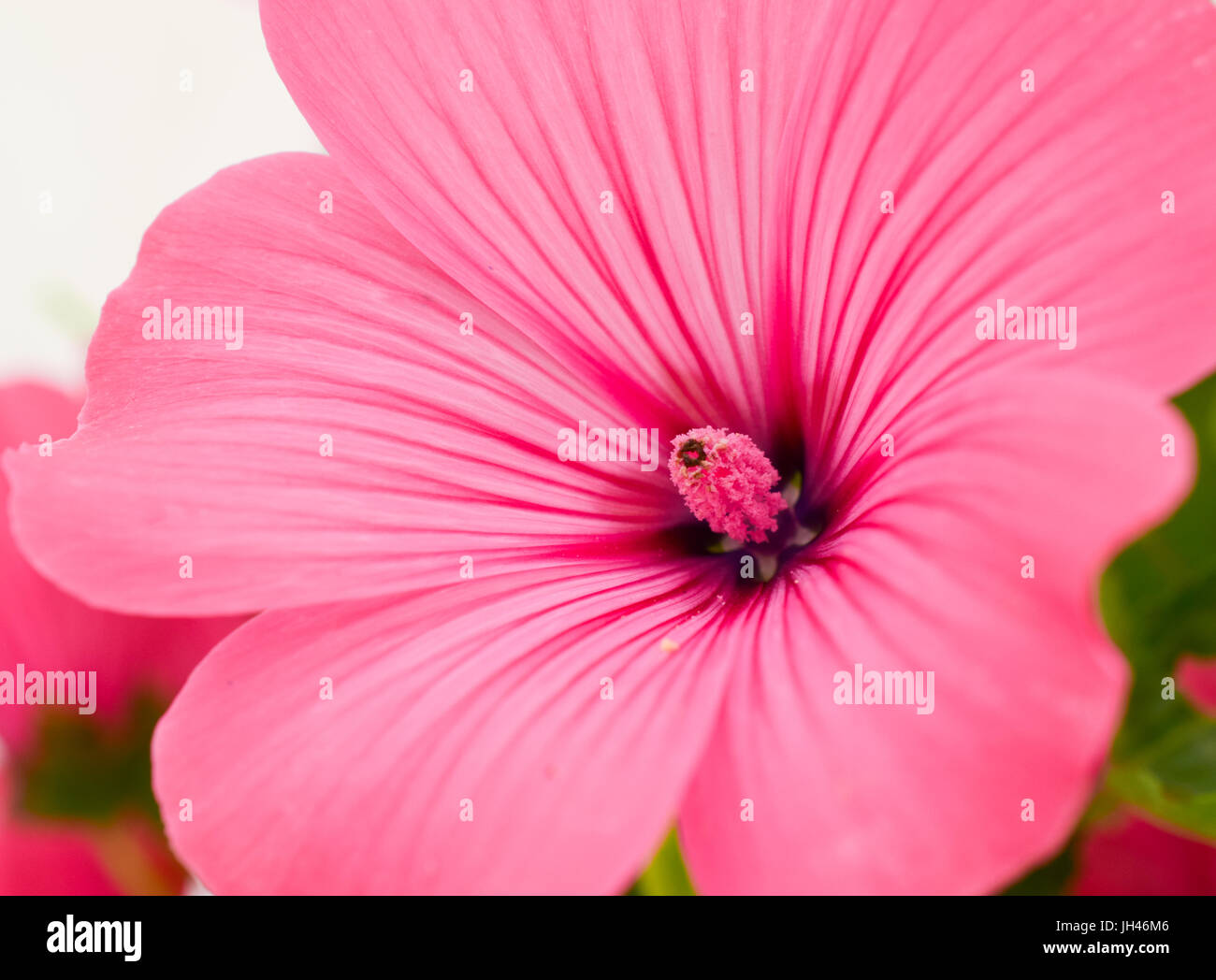 Grande rosa fiori di ibisco Foto Stock