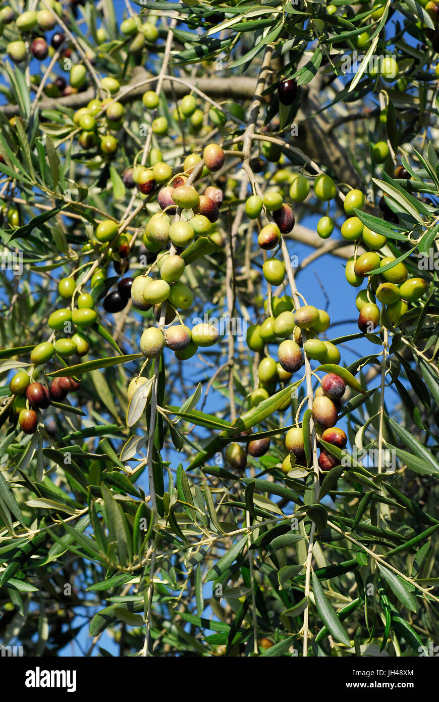 Olivo (Olea europaea) sull'albero, Umbria, Italia Foto Stock