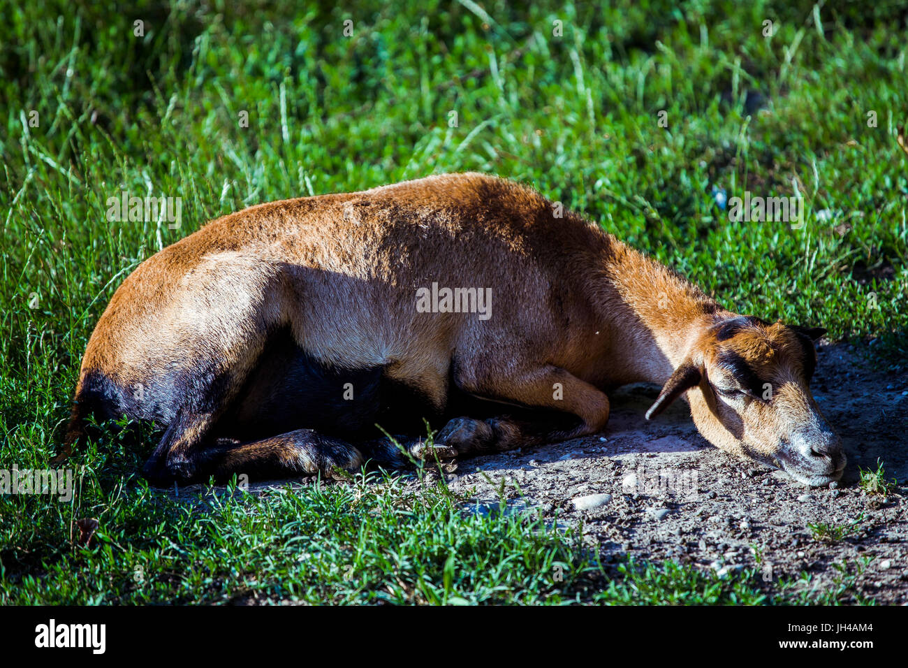 Femmina del Camerun pecore (Ovis aries) di appoggio al suolo. Foto Stock