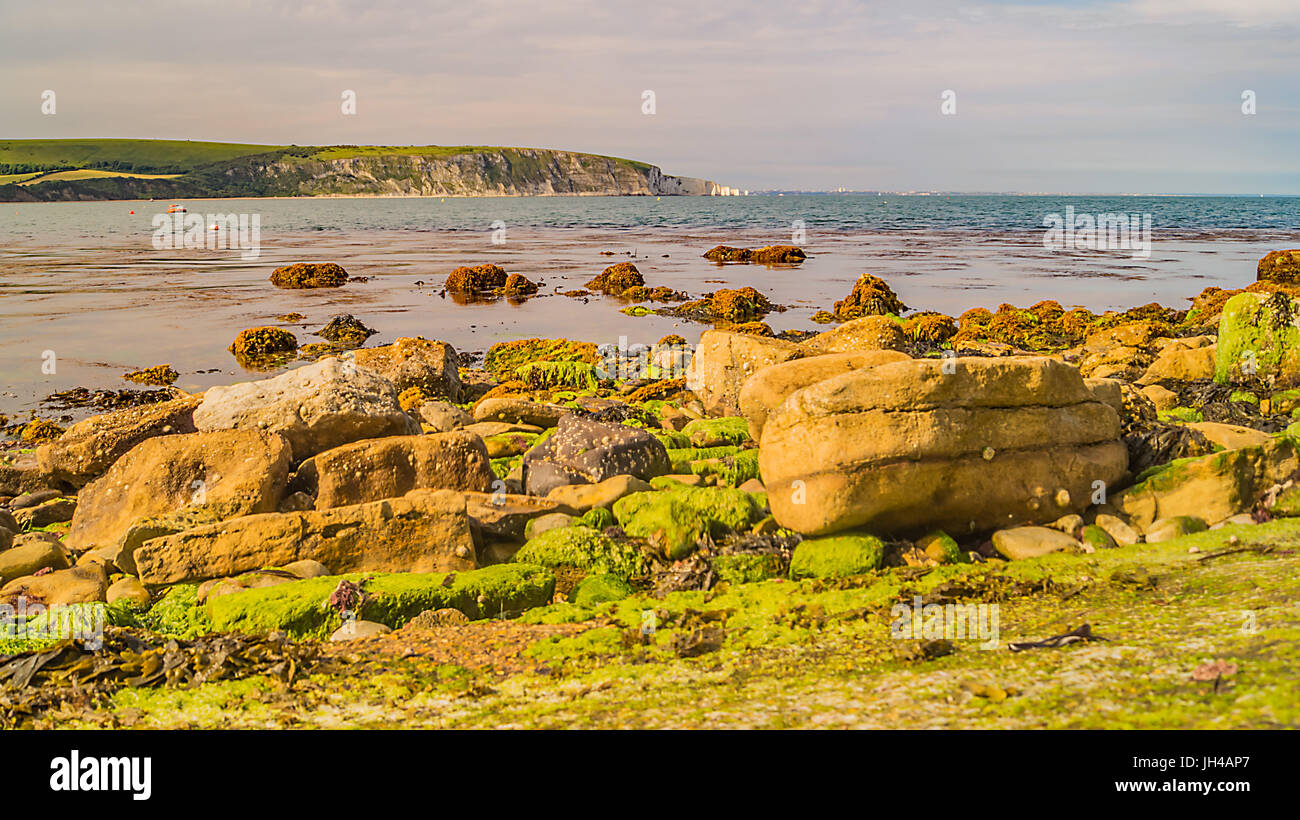 Il mossy rocce colorate a Swanage, Dorset,Inghilterra costa Foto Stock