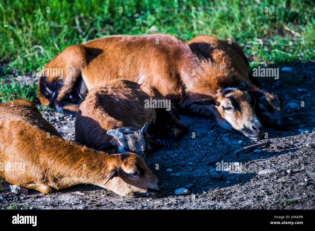 Gruppo di femmine di Camerun pecore (Ovis aries) giacente a terra. Foto Stock
