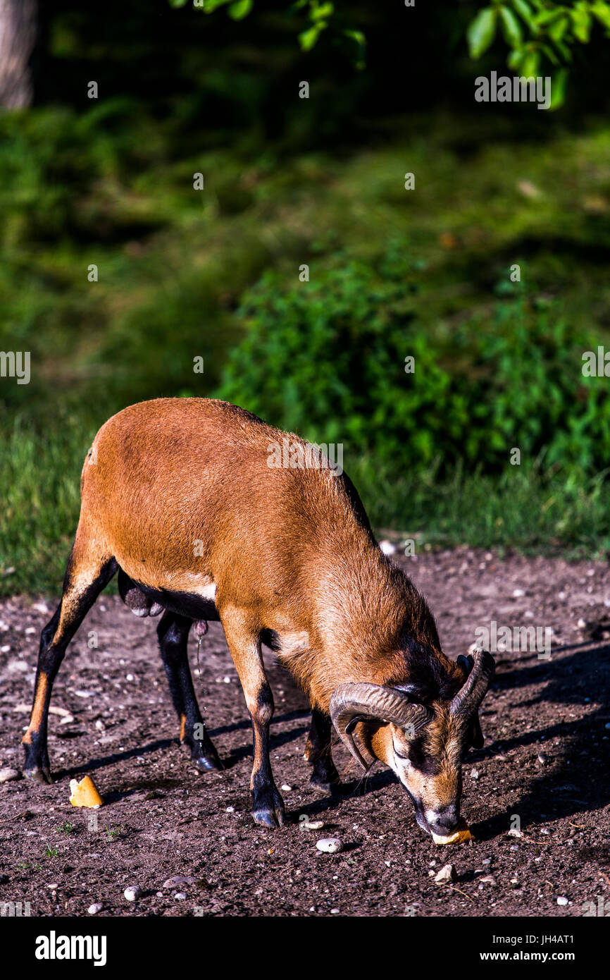 Maschio di un marrone Camerun pecore (Ovis aries) mangiare un pezzo di pane. Foto Stock