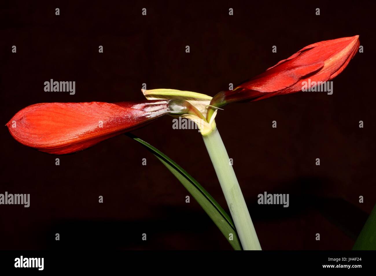 Blossoms che aprire Foto Stock
