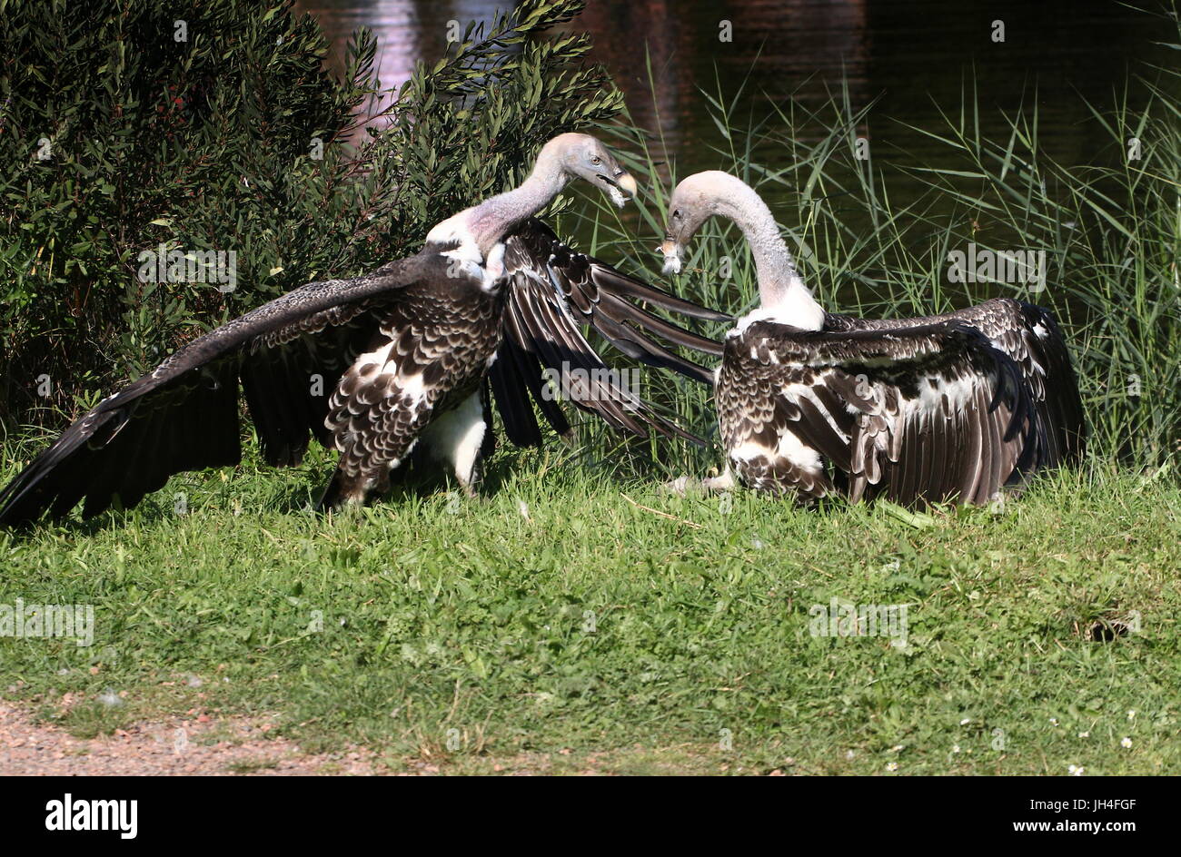 Due Paesi africani Rüppell il grifone (Gyps rueppellii) lottano per il bottino di una carcassa. Foto Stock