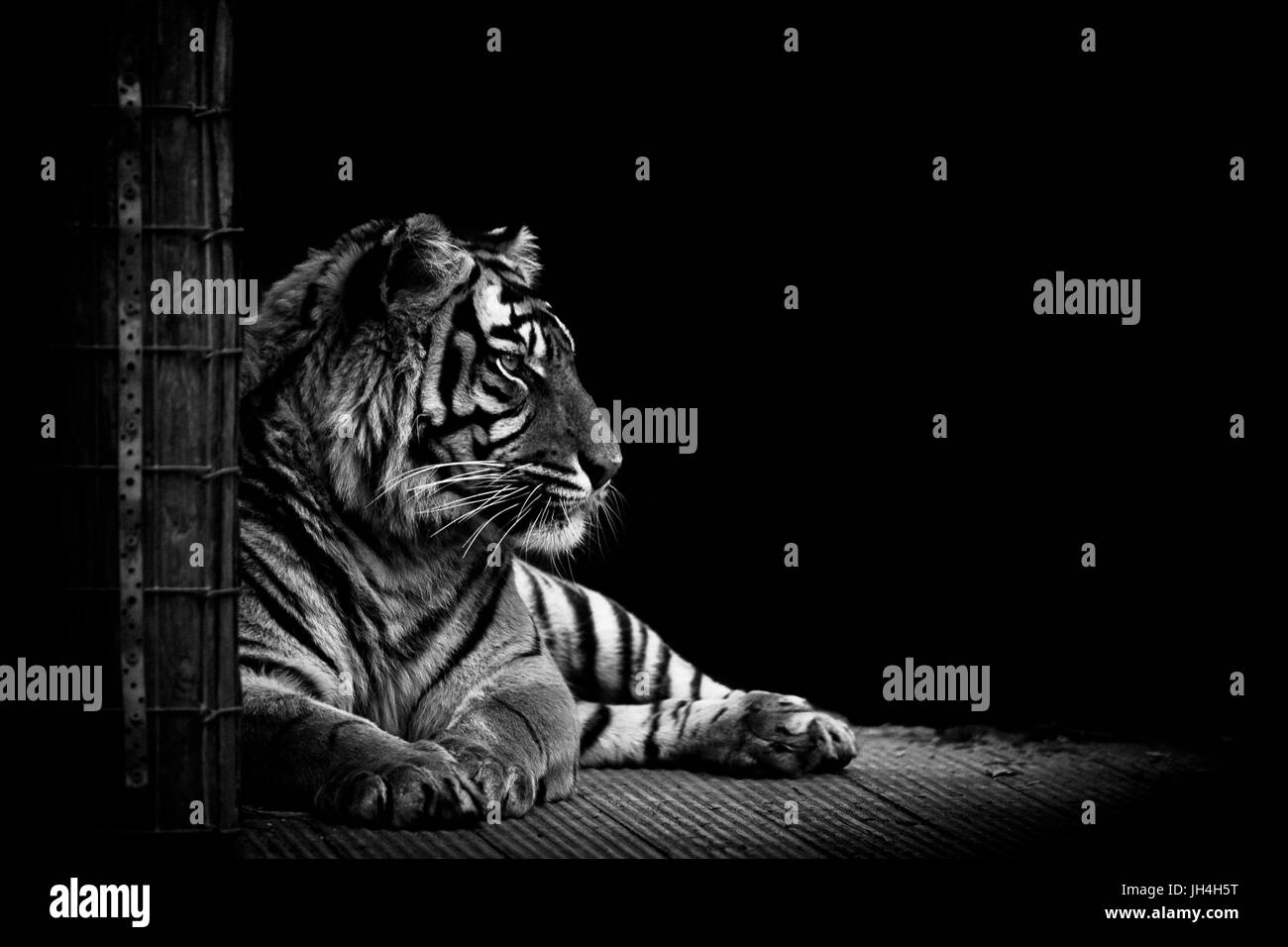 Tiger in bianco e nero Foto Stock