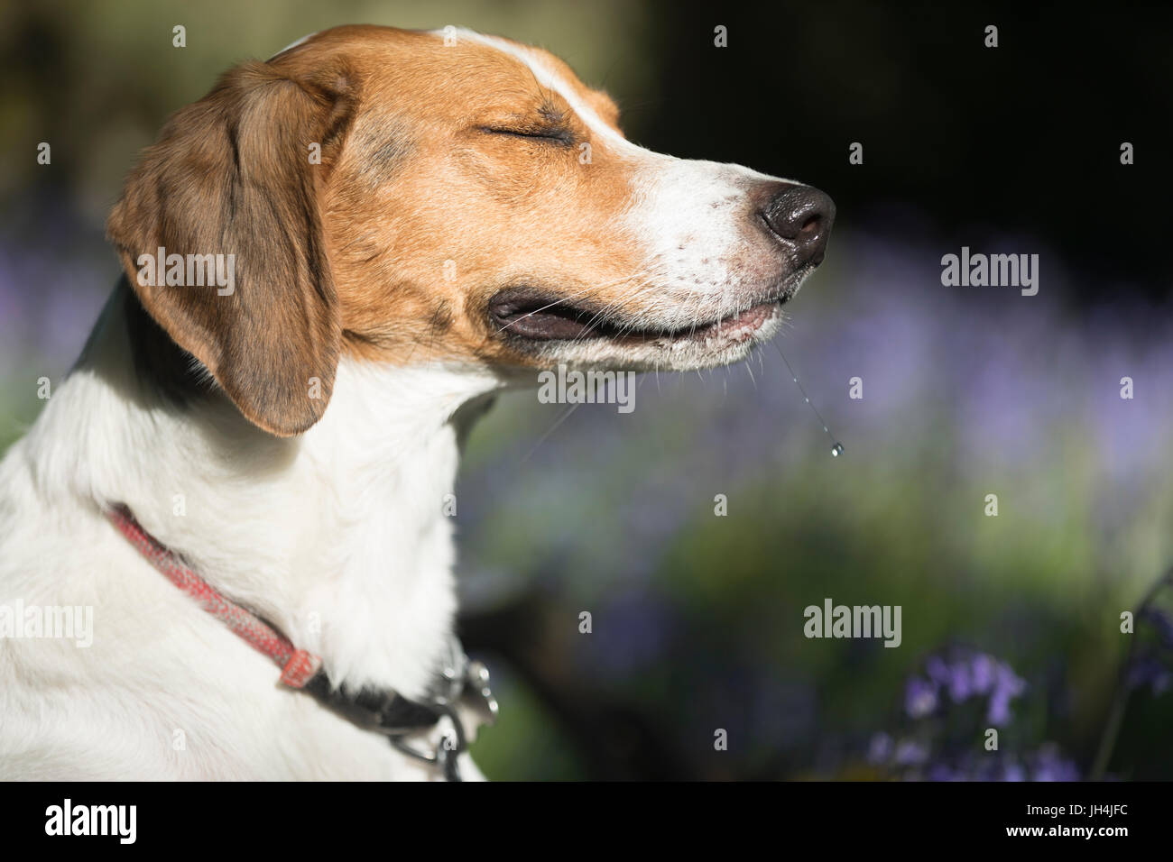 Sentiero hound closeup. Foto Stock