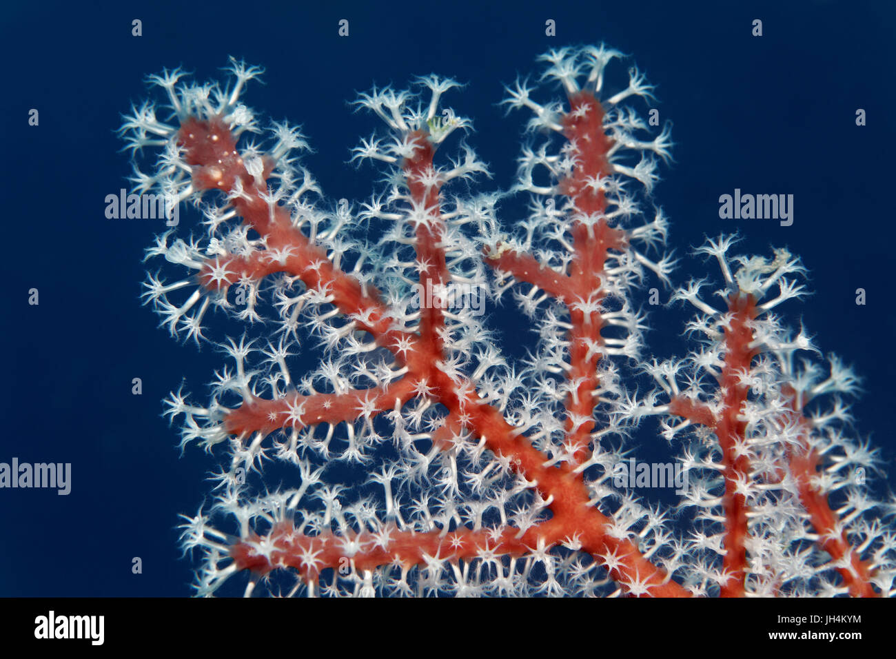 Polipi, bianco, Colonia, horn coral (Menella sp.), gorgonie, Palawan Mimaropa, Lago di Sulu, Oceano Pacifico, Filippine Foto Stock