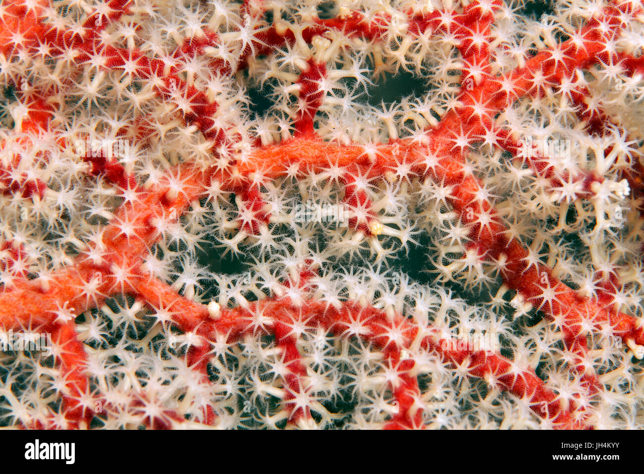 Dettaglio del corno corallo (Acantogorgia sp.), rosso, con polipi, bianco, Palawan Mimaropa, lago di Sulu, Oceano Pacifico, Filippine Foto Stock