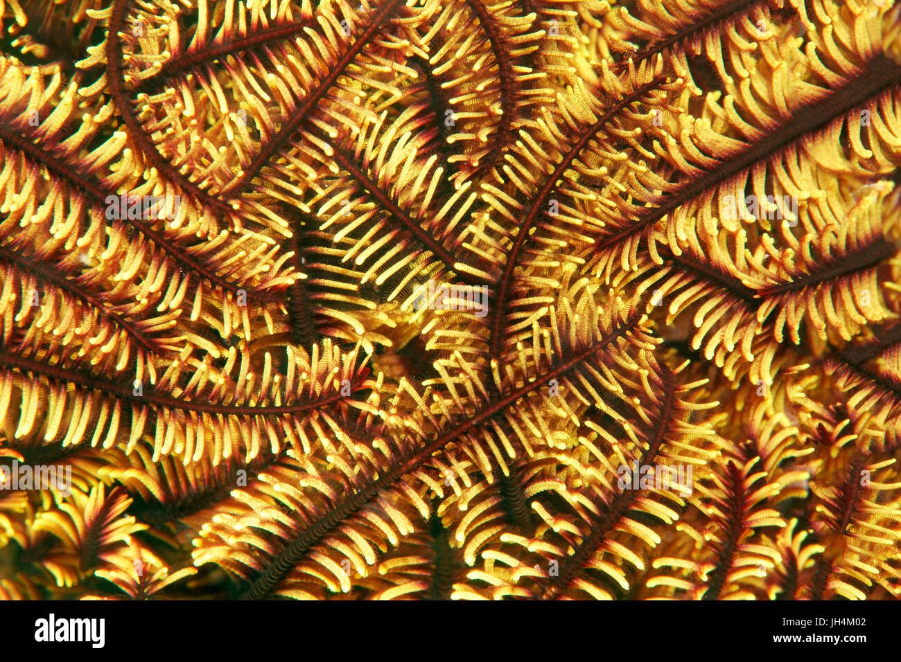 Variabile di piume cespuglioso star(Comaster schlegelii) con i bracci retratti, giallo, Palawan Mimaropa, Lago di Sulu, Oceano Pacifico Foto Stock